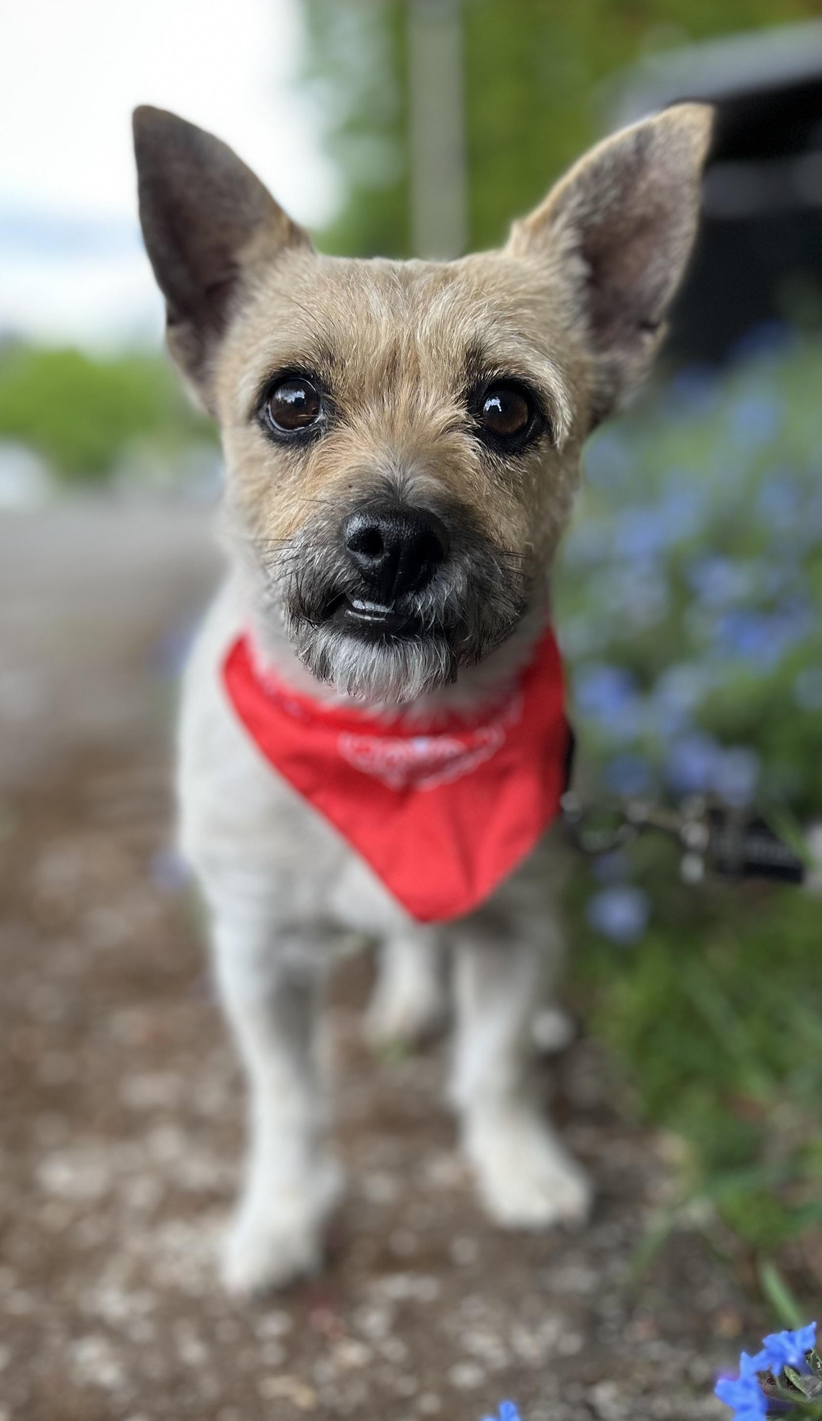 Enlarge Honey, an adopted mixed breed in Tigard, OR image 5/5