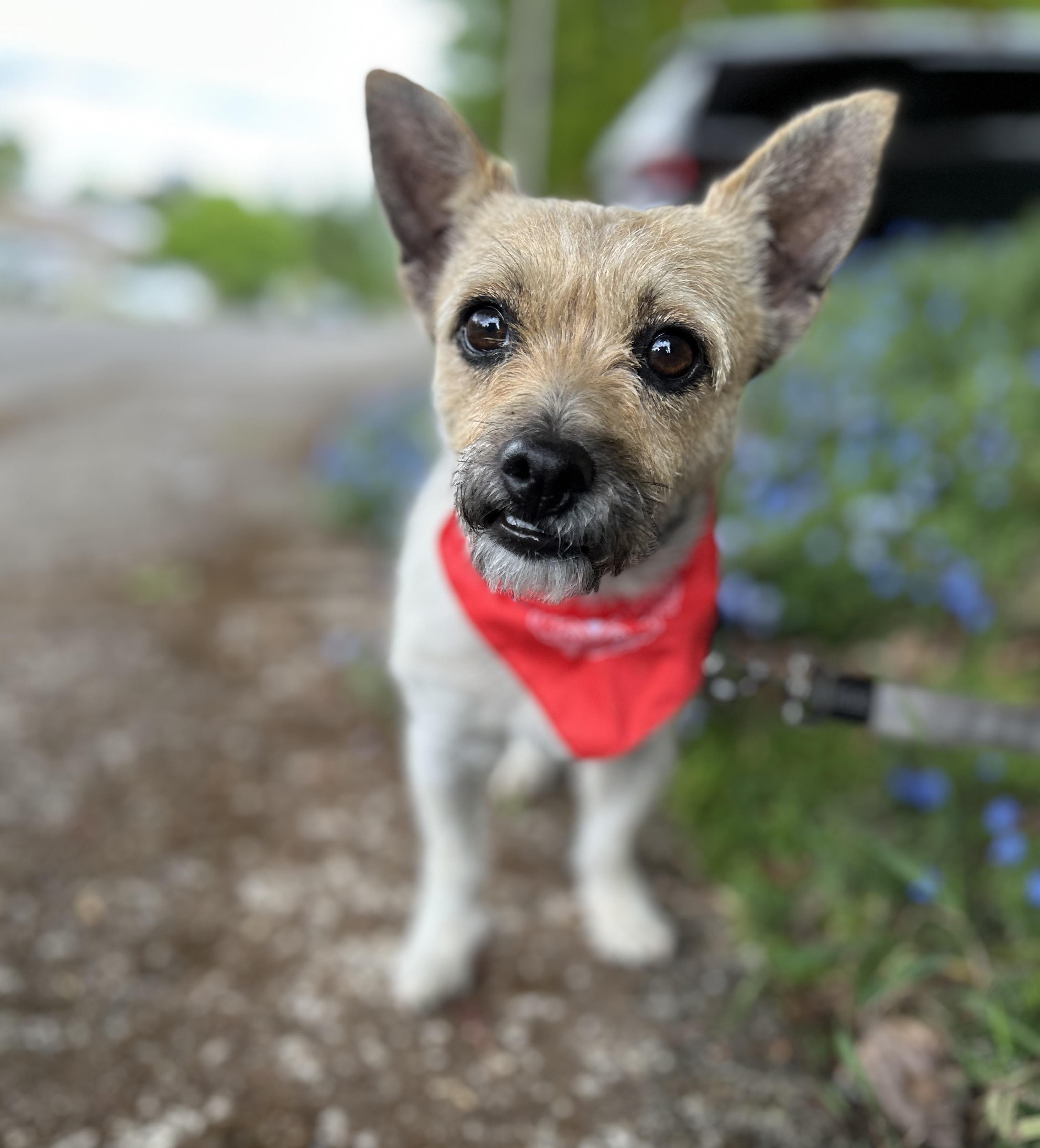 Enlarge Honey, an adopted mixed breed in Tigard, OR image 3/5