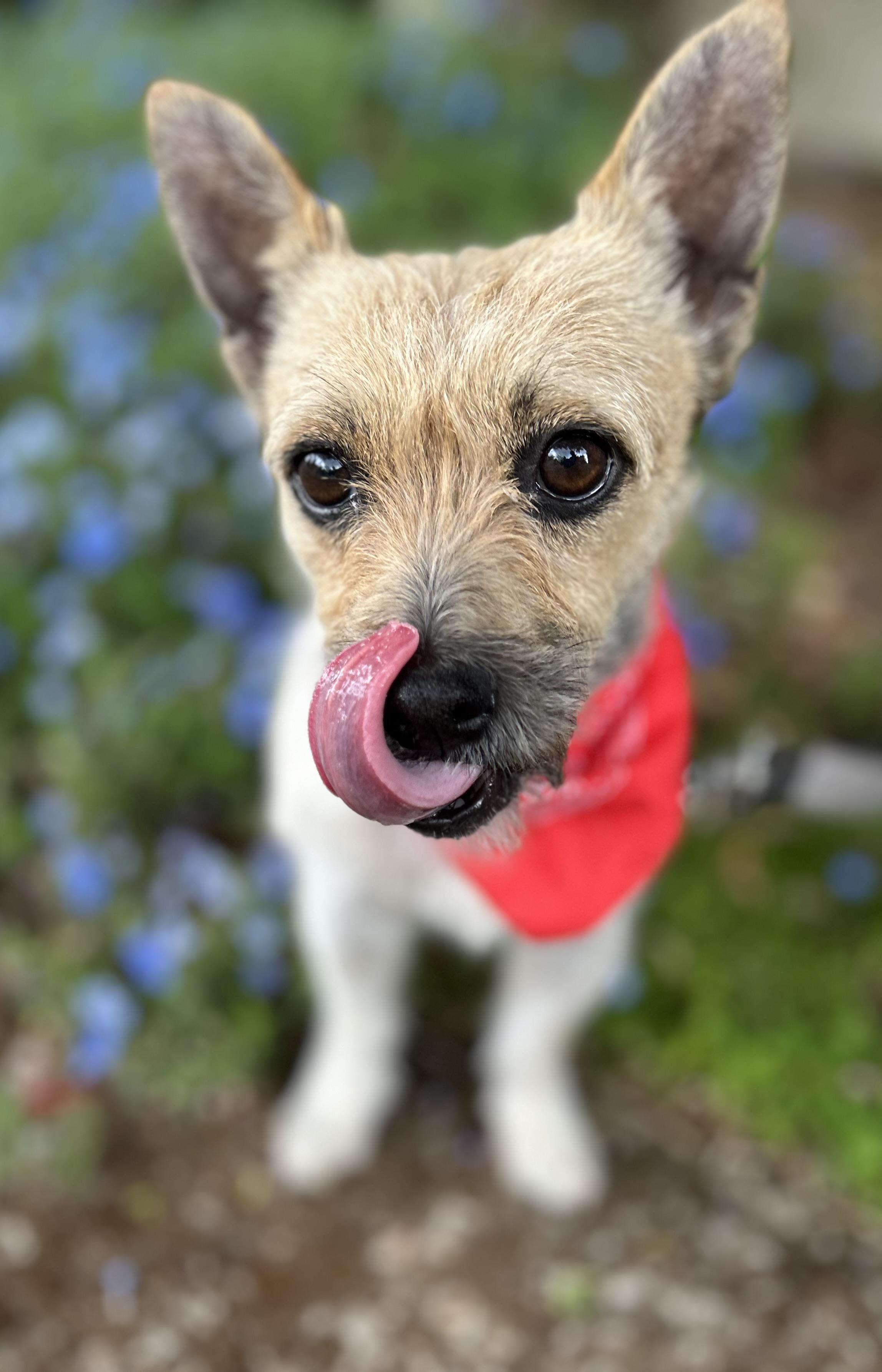 Enlarge Honey, an adopted mixed breed in Tigard, OR image 4/5