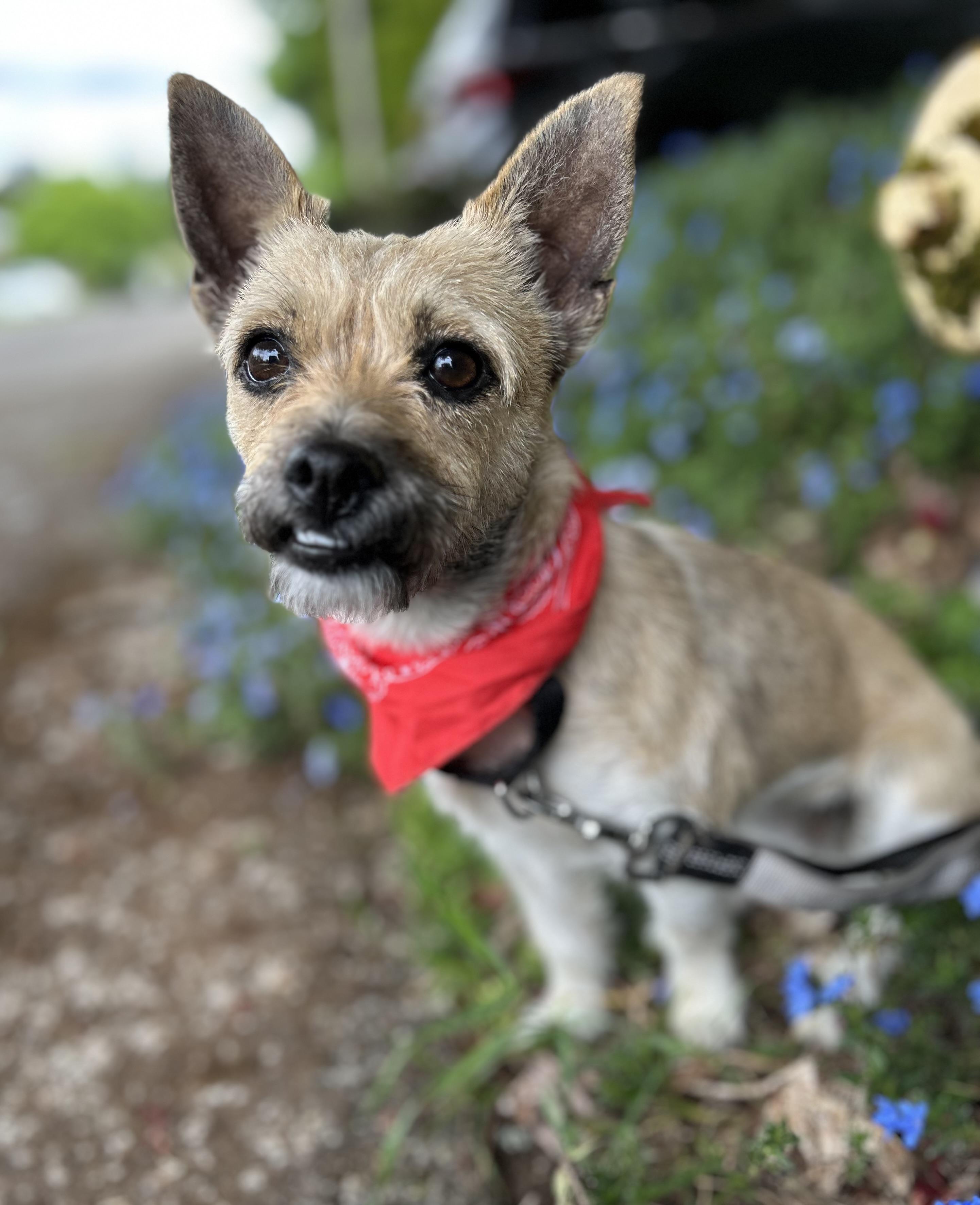Enlarge Honey, an adopted mixed breed in Tigard, OR image 1/5