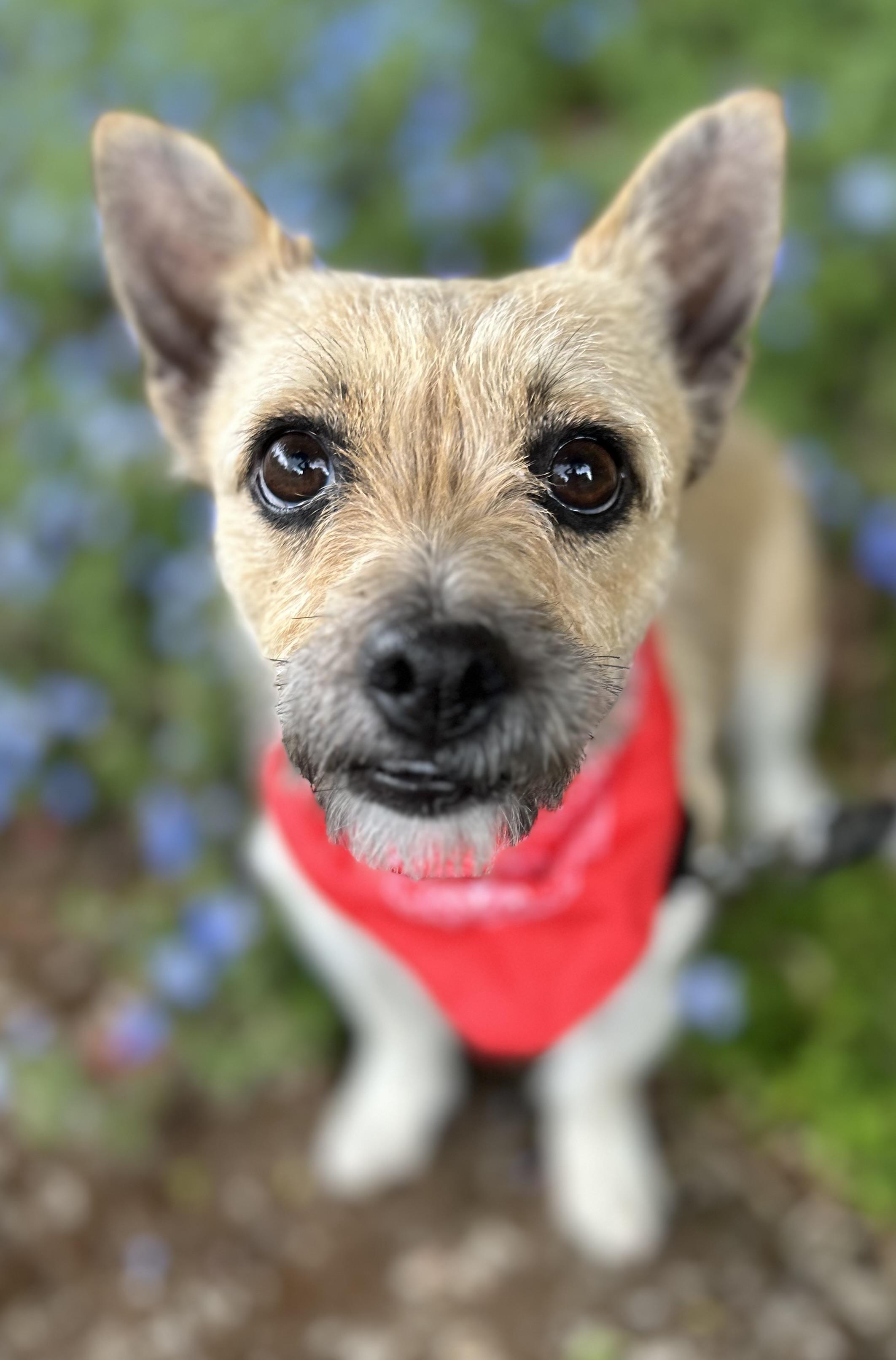 Enlarge Honey, an adopted mixed breed in Tigard, OR image 2/5