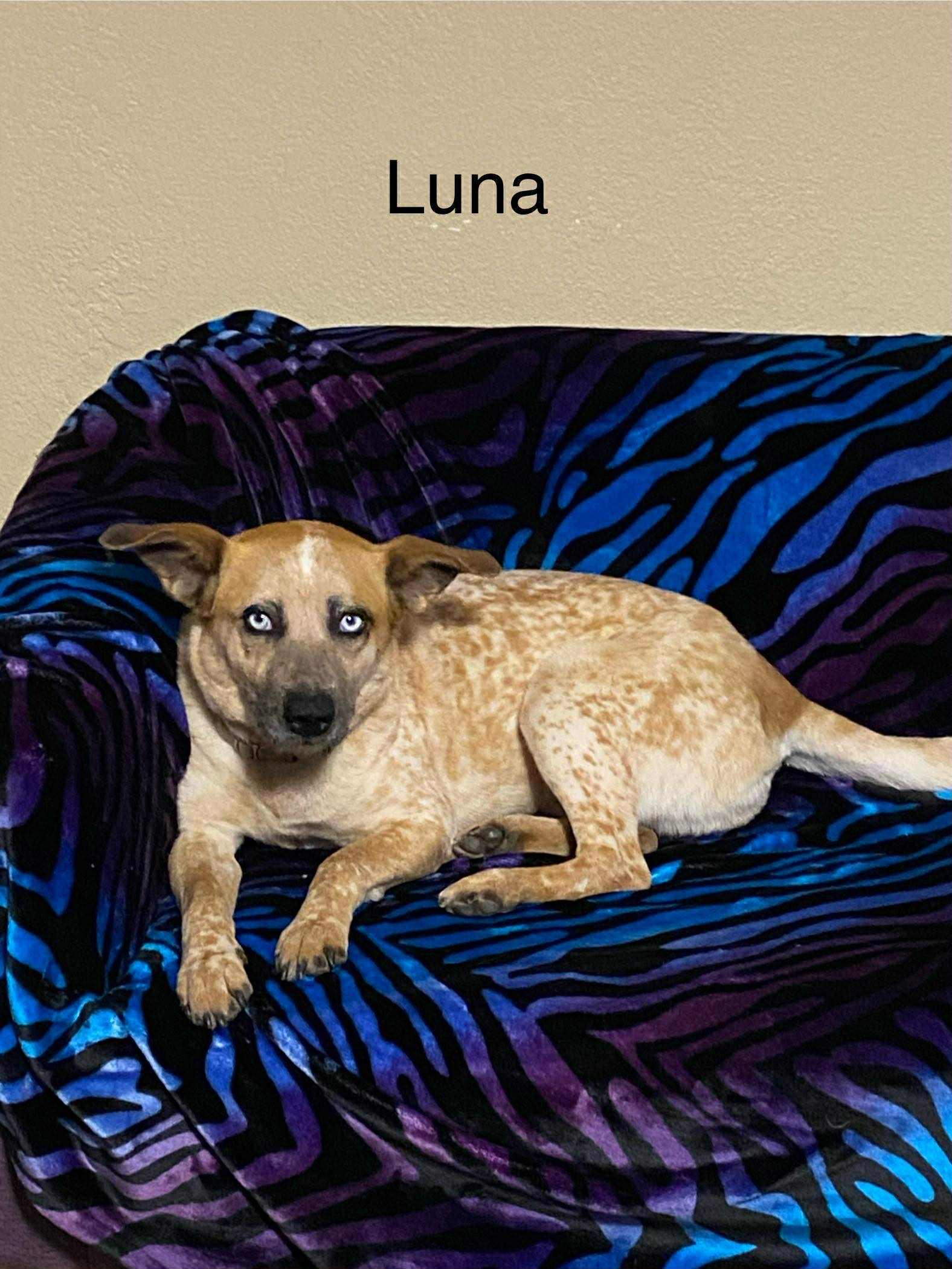 Luna , ADOPTABLE, Adult Male Australian Cattle Dog / Blue Heeler.