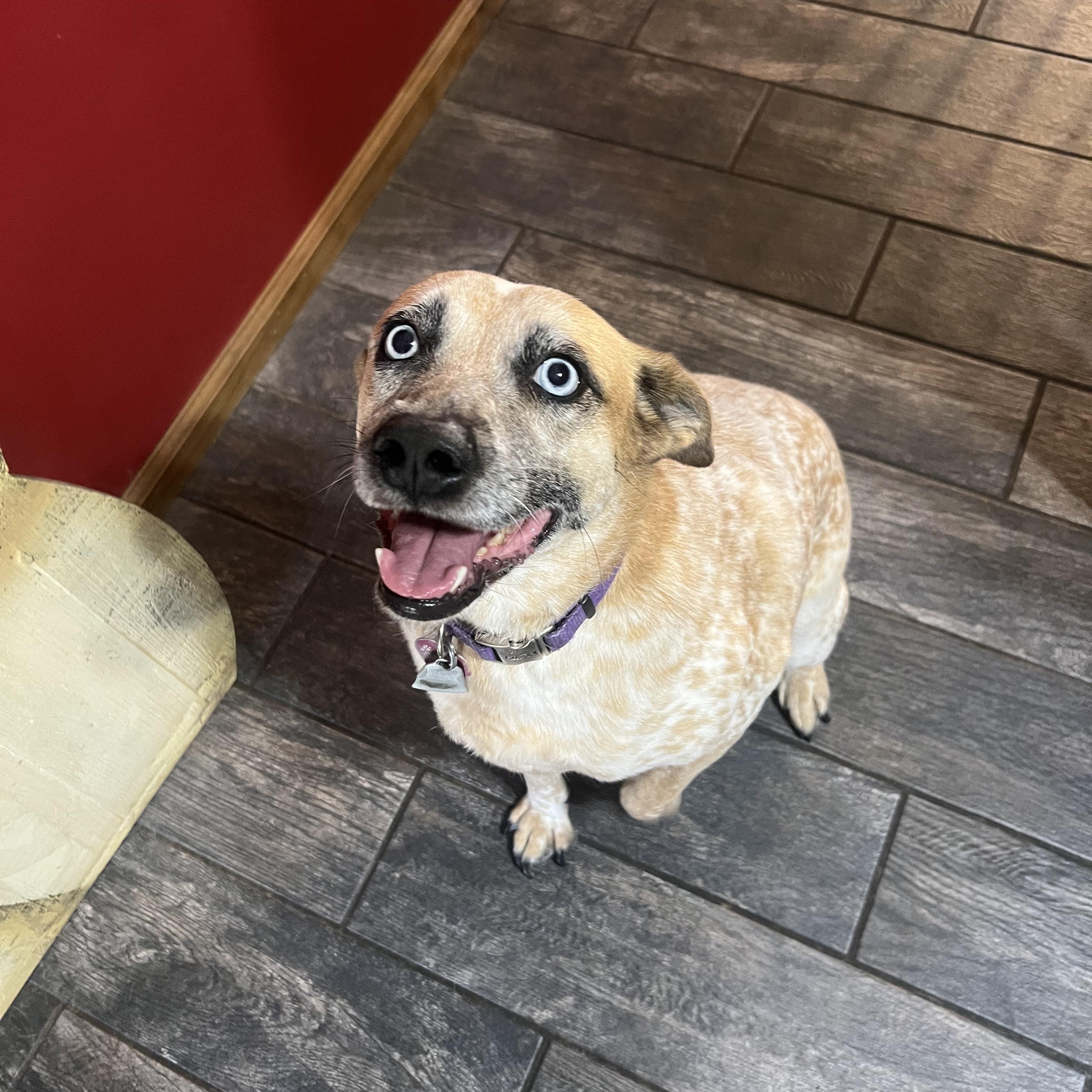 Enlarge Luna , an adoption pending Australian Cattle Dog / Blue Heeler in La Veta, CO image 3/3