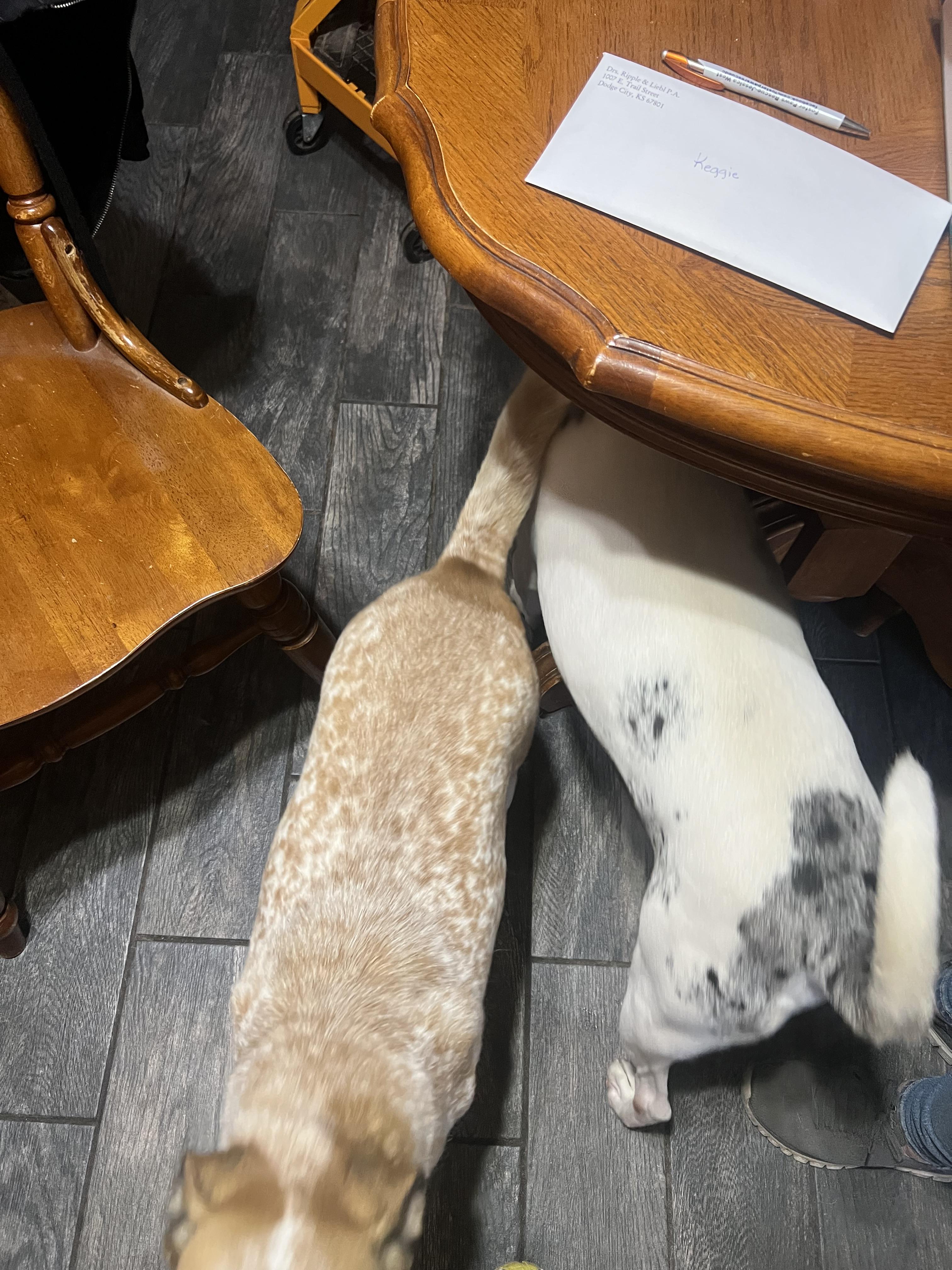 Enlarge Luna , an adoption pending Australian Cattle Dog / Blue Heeler in La Veta, CO image 2/3