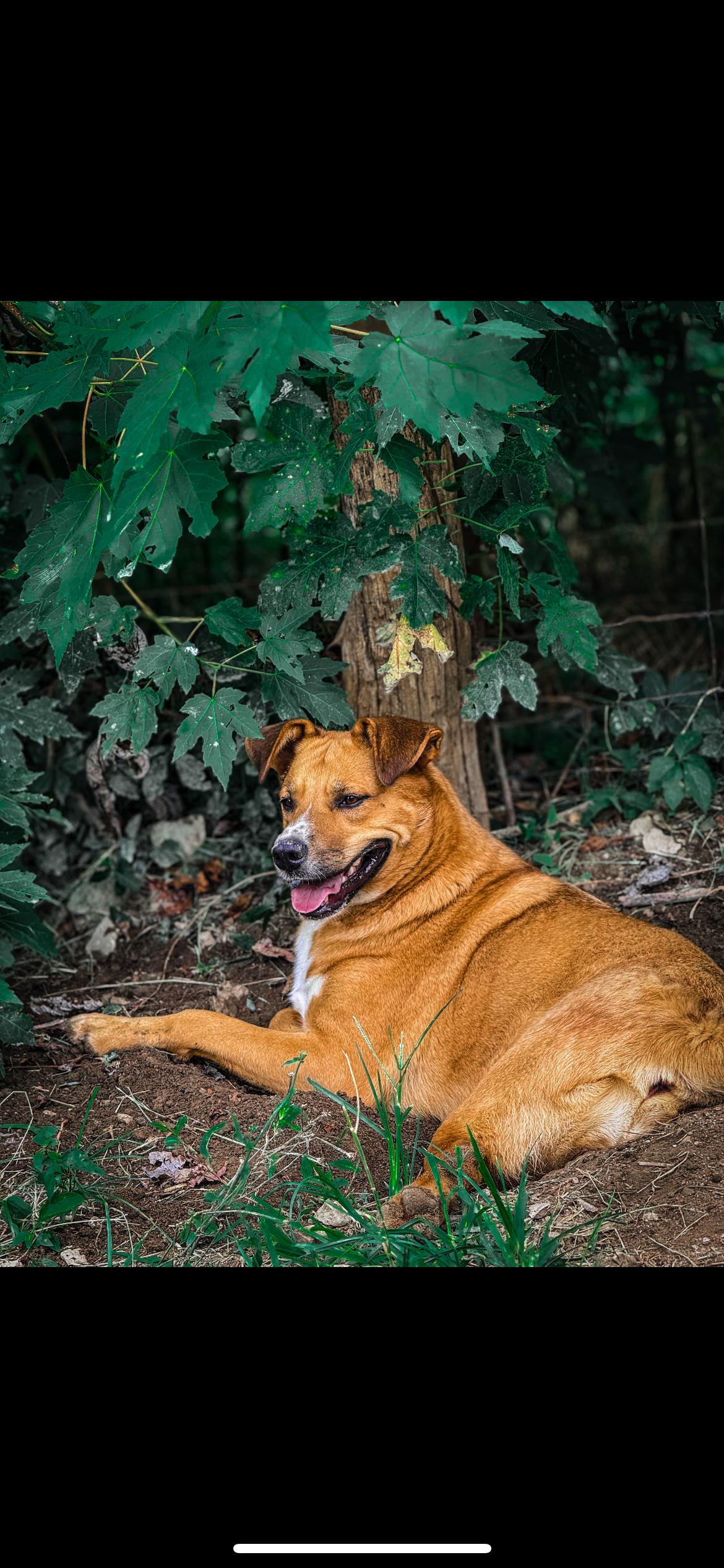 Scrappy, a Adoptable mixed breed in Junction City, KY image 1/3