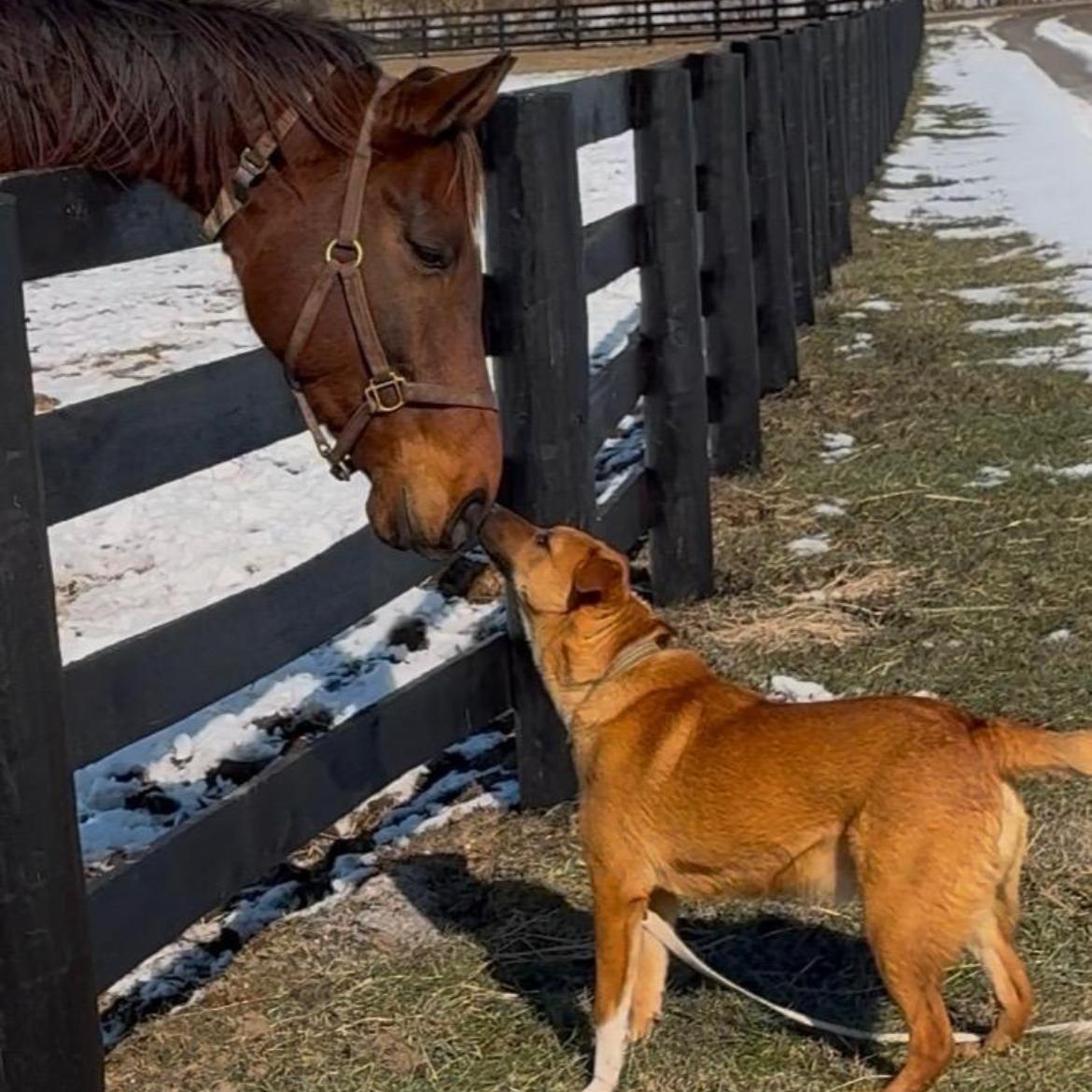 Scrappy, a Adoptable mixed breed in Junction City, KY image 2/3