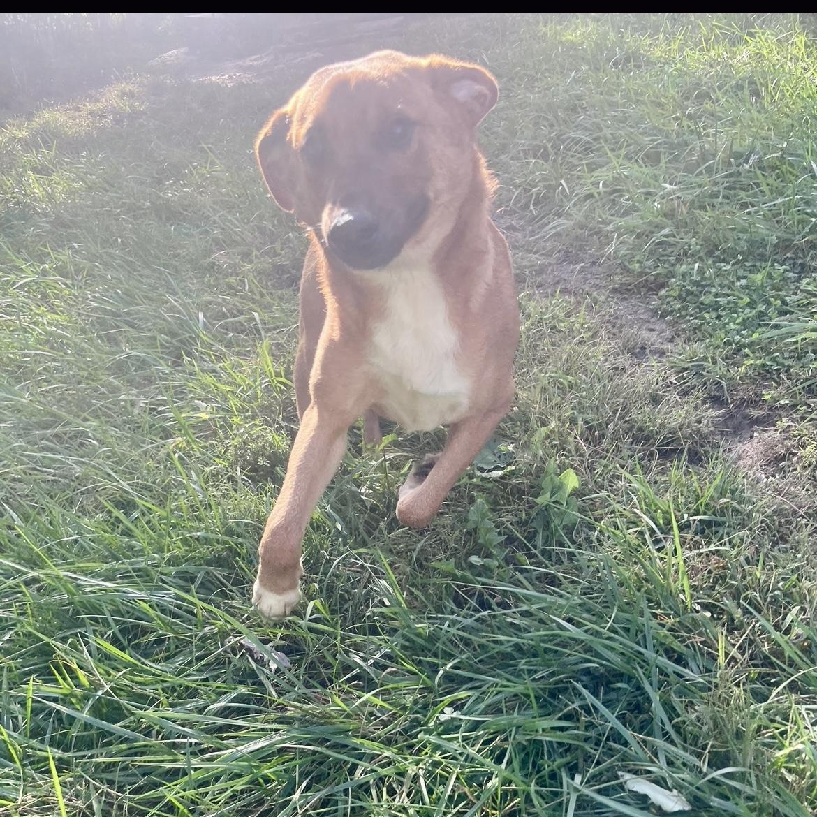 Scrappy, a Adoptable mixed breed in Junction City, KY image 3/3