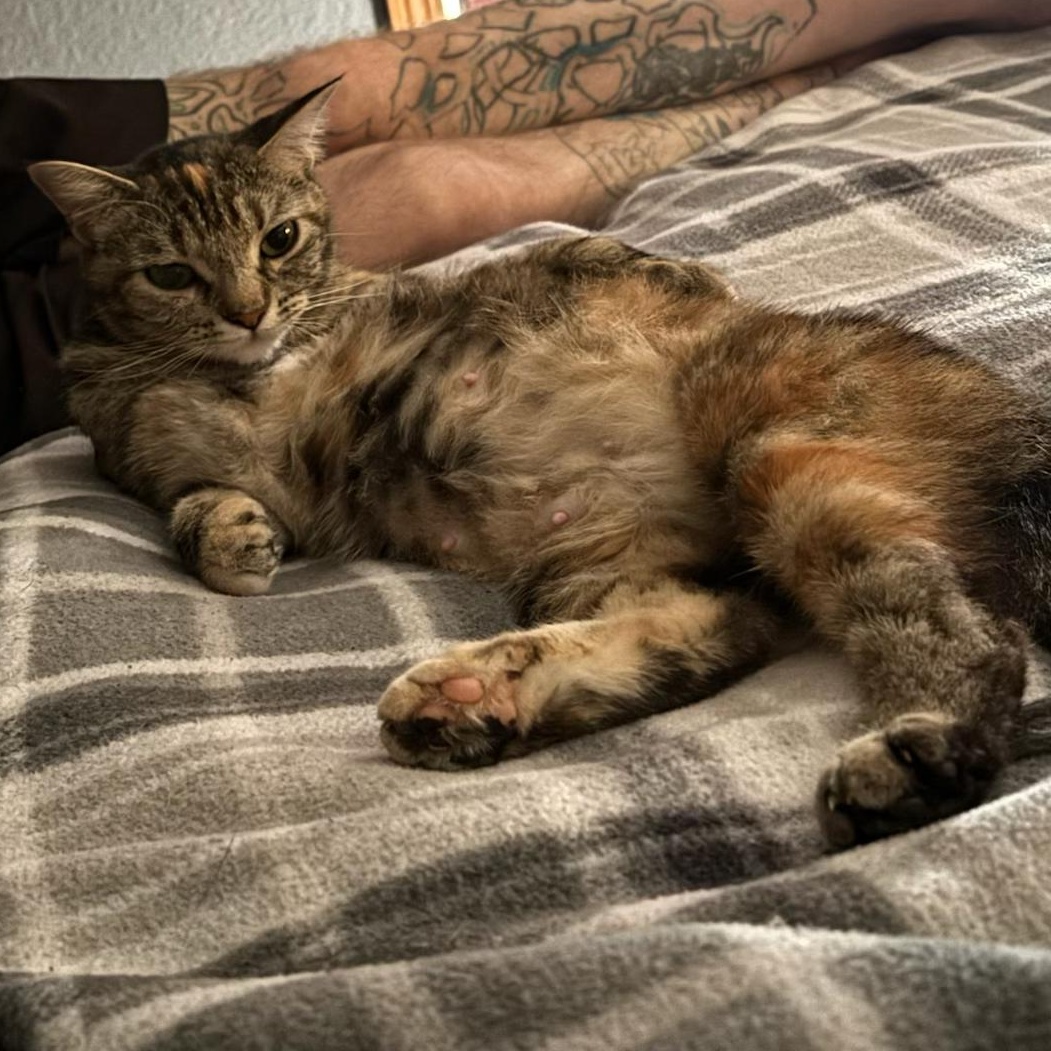 MayMay, a Adopted Domestic Short Hair in Unionville, MO image 1/3