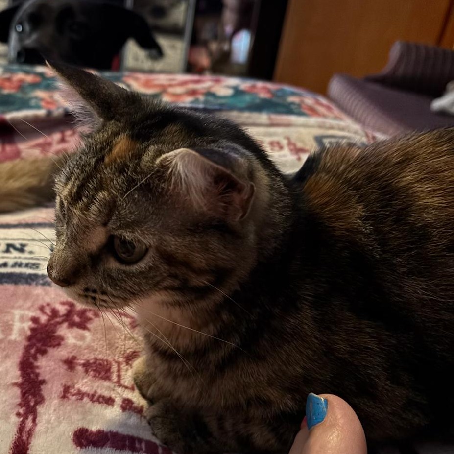 MayMay, a Adopted Domestic Short Hair in Unionville, MO image 2/3