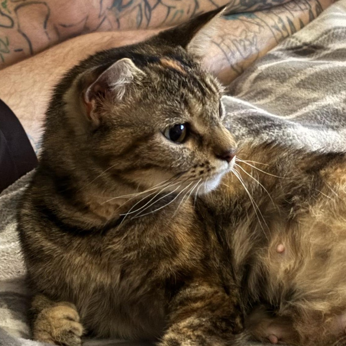 MayMay, a Adopted Domestic Short Hair in Unionville, MO image 3/3