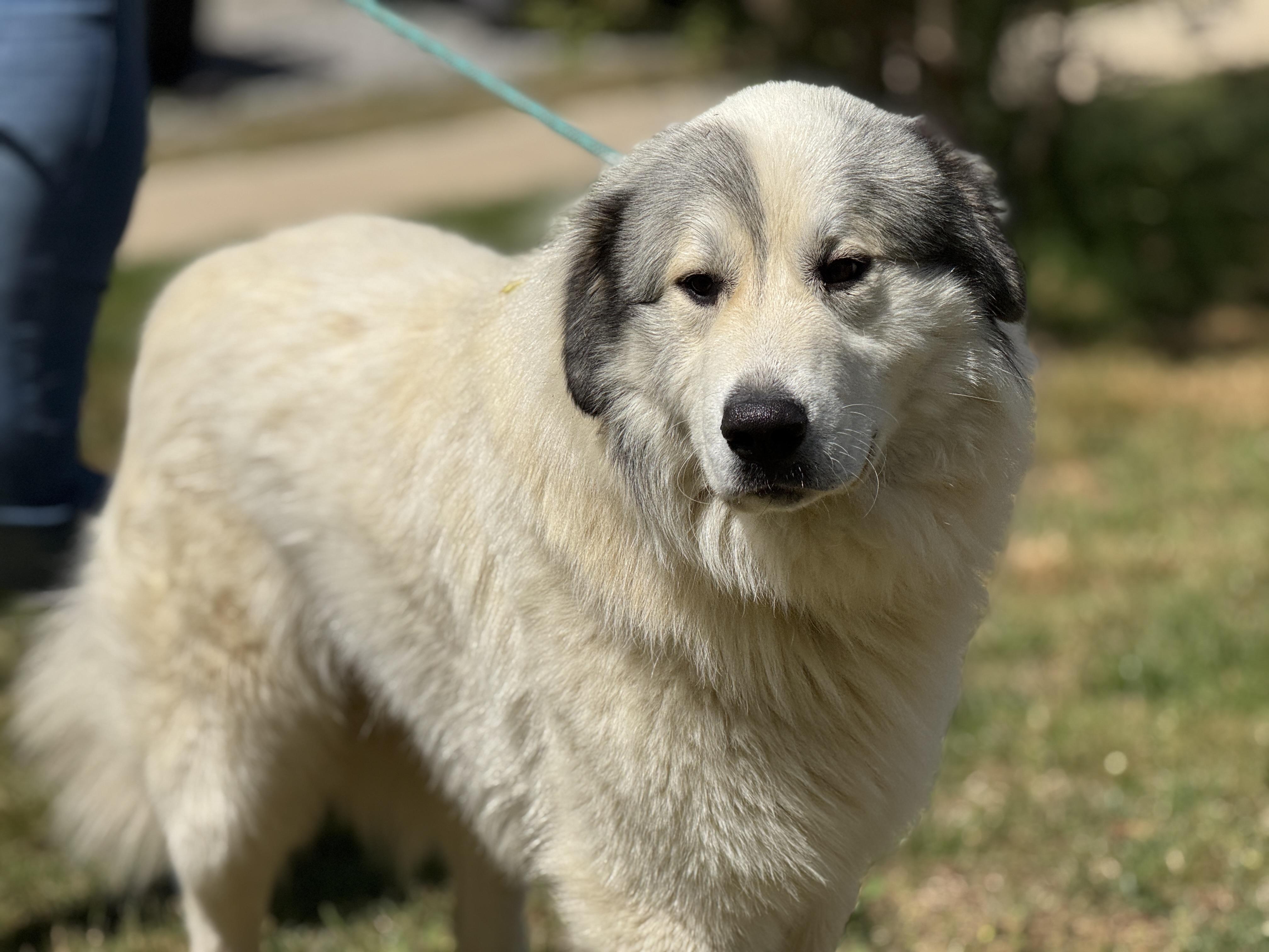 Enlarge Legend , a ADOPTABLE Great Pyrenees in Richmond, VA image 4/6