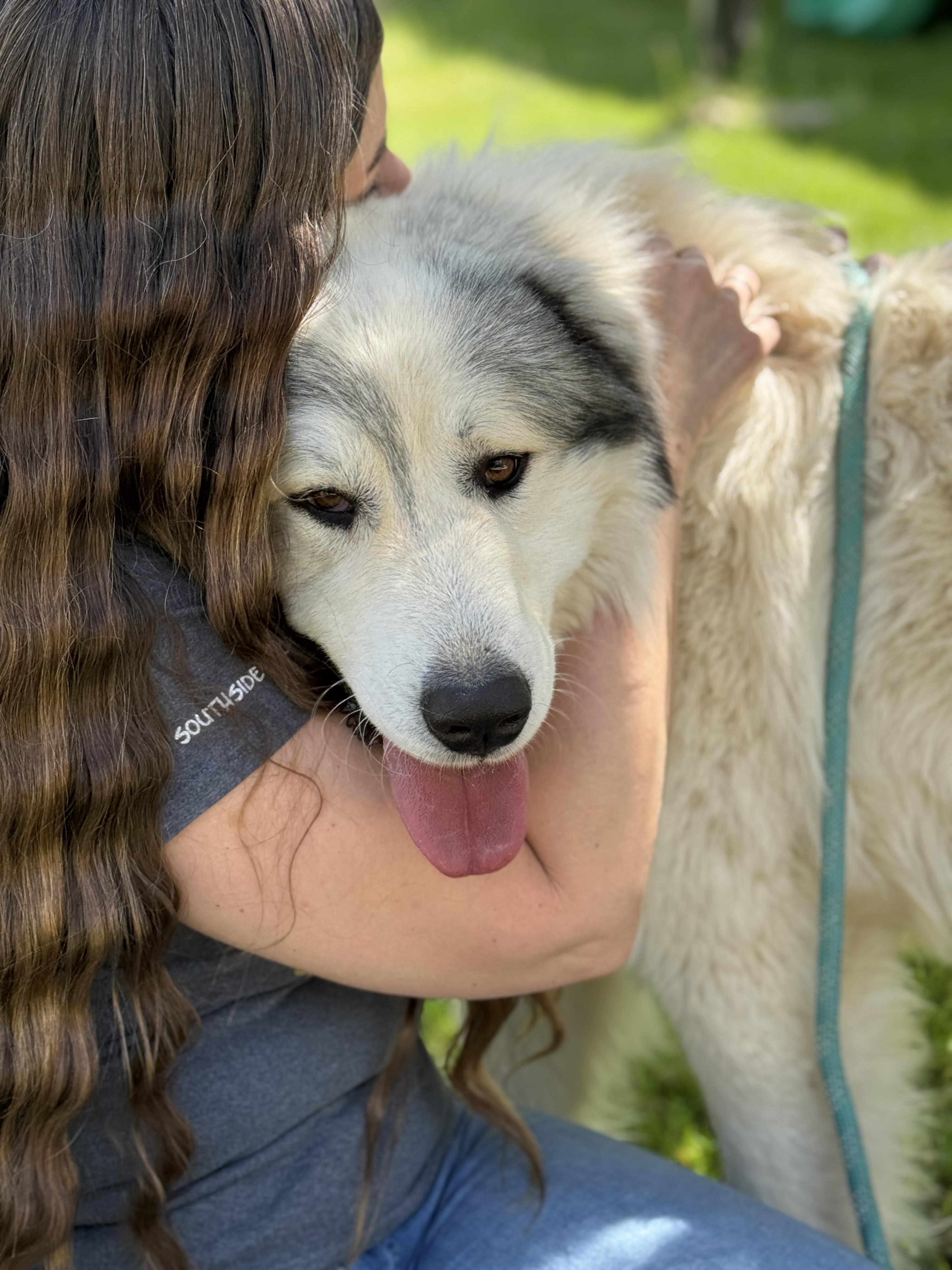 Enlarge Legend , a ADOPTABLE Great Pyrenees in Richmond, VA image 2/6