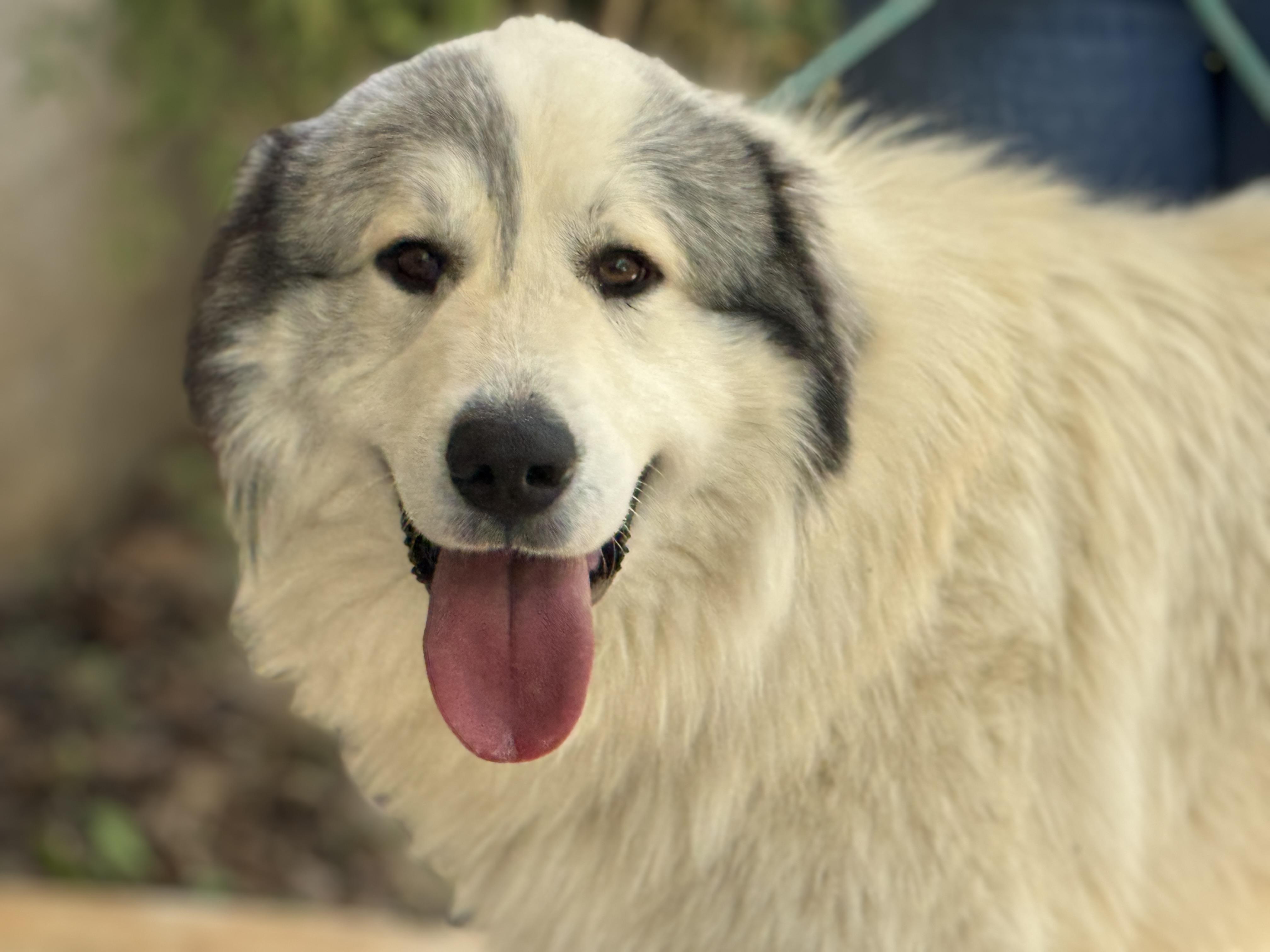 Enlarge Legend , a ADOPTABLE Great Pyrenees in Richmond, VA image 1/6