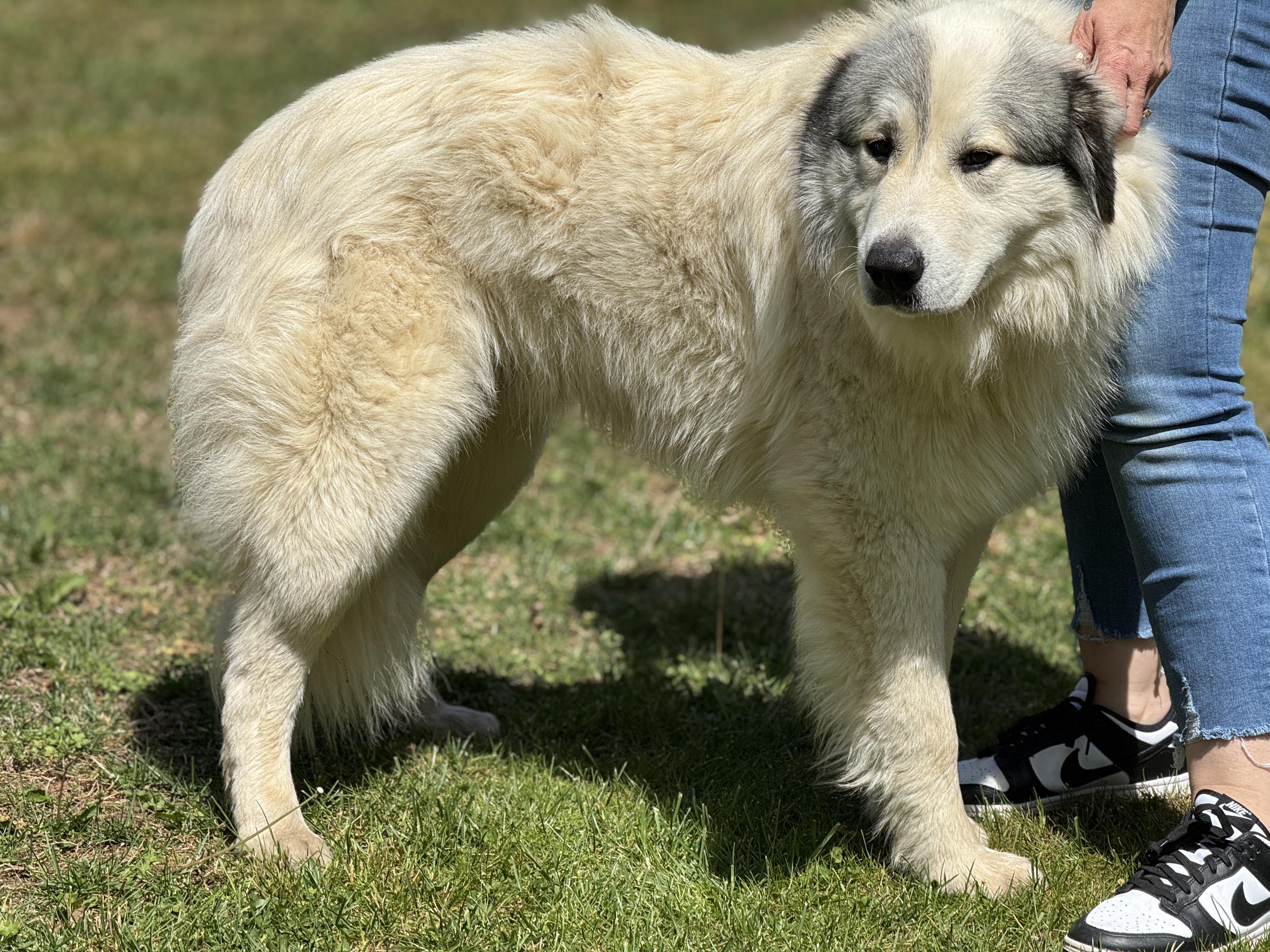 Enlarge Legend , a ADOPTABLE Great Pyrenees in Richmond, VA image 6/6