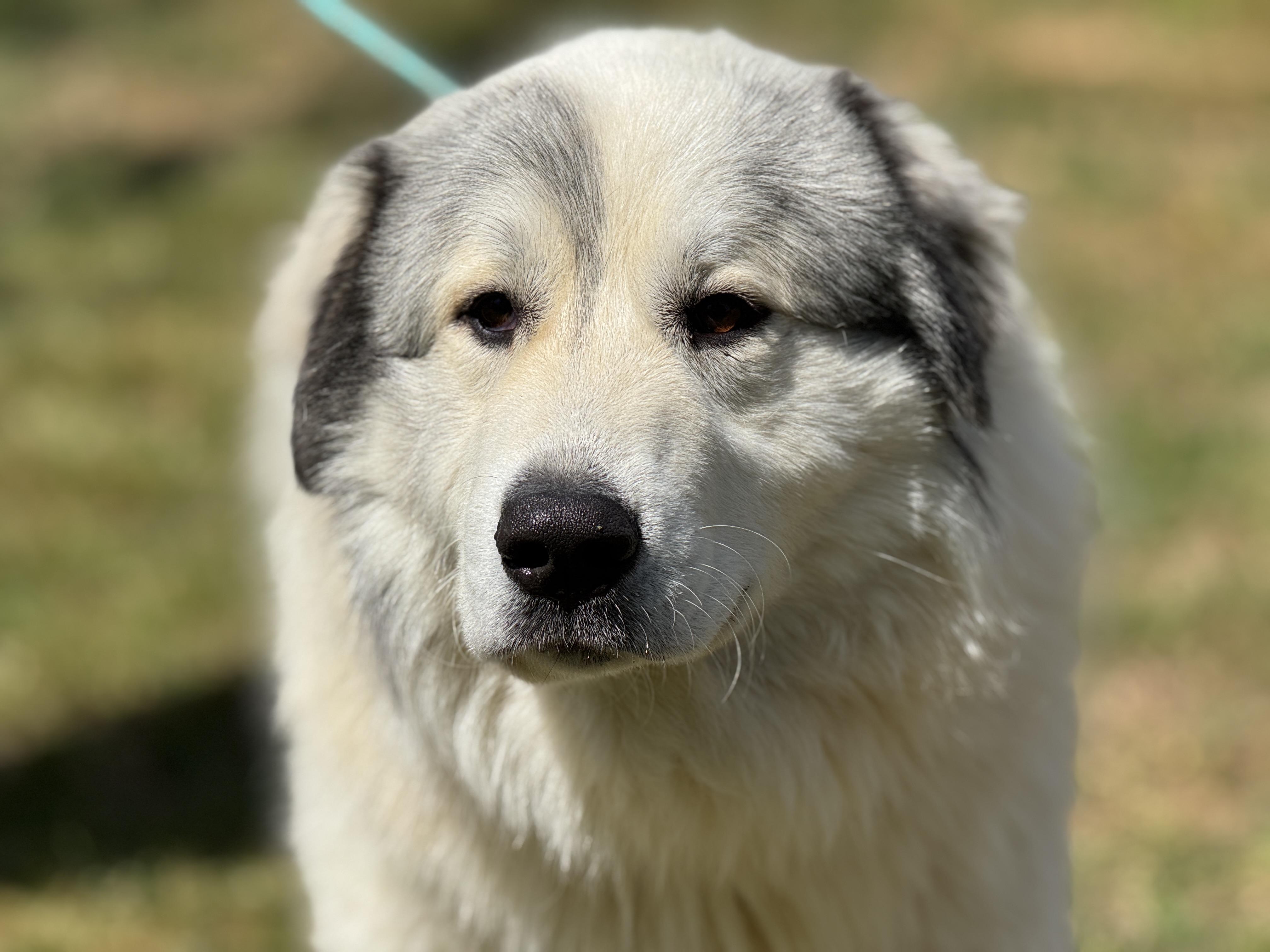 Enlarge Legend , a ADOPTABLE Great Pyrenees in Richmond, VA image 3/6