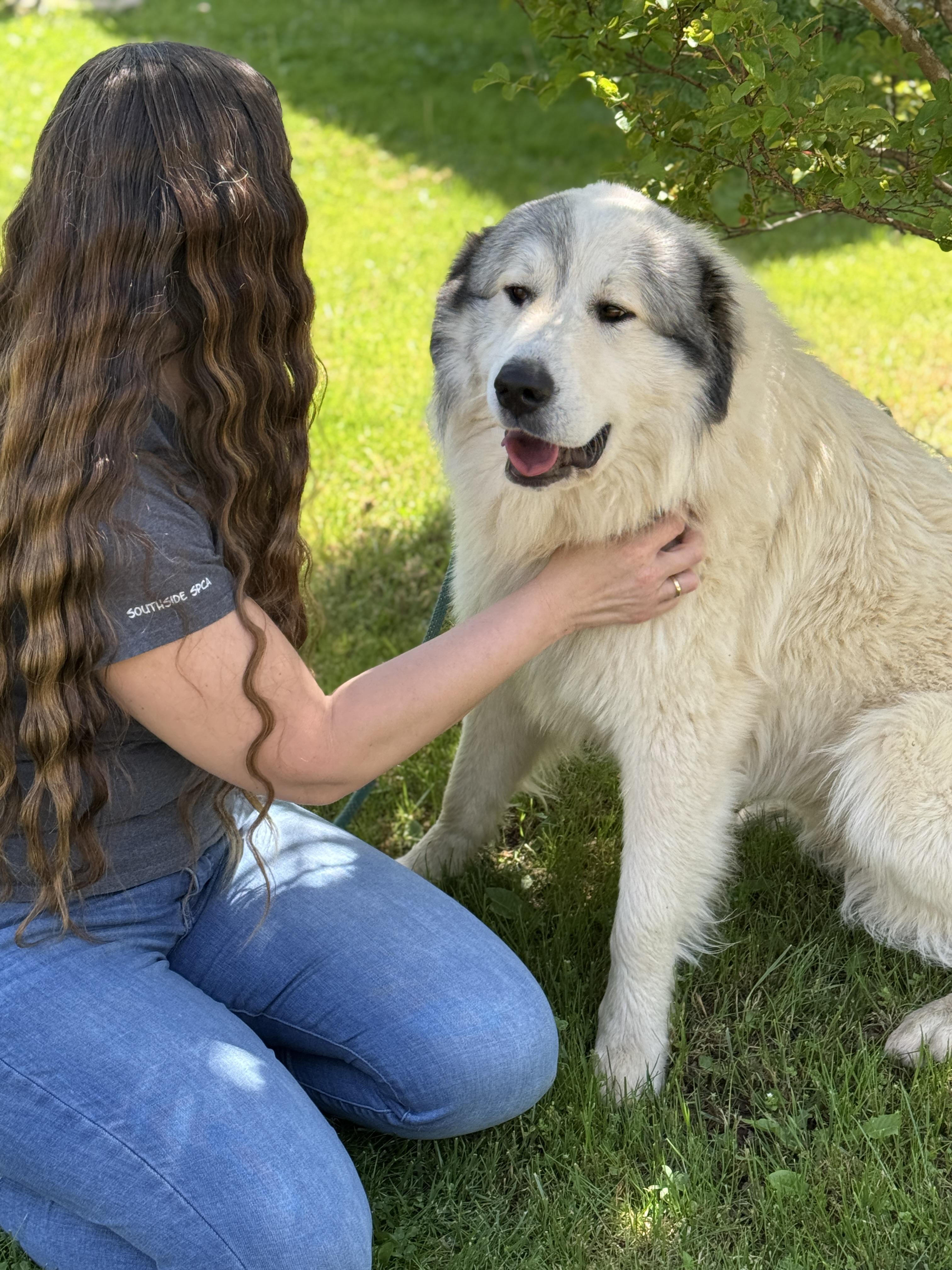 Enlarge Legend , a ADOPTABLE Great Pyrenees in Richmond, VA image 5/6