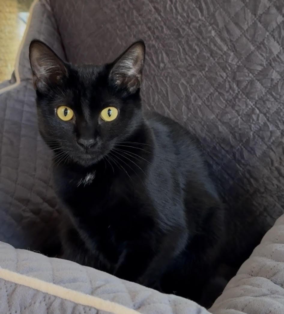Enlarge Ebollene, a Adopted Domestic Short Hair in Butte, MT image 2/2