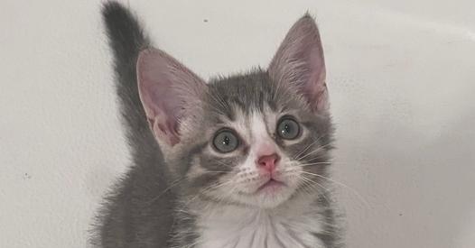 Enlarge Kirara, a Adoptable mixed breed in Richardson, TX image 1/6