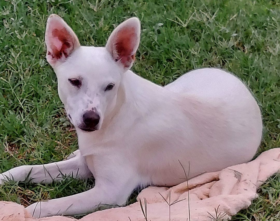 Whitney, Adoptable, Adult Female Shepherd.