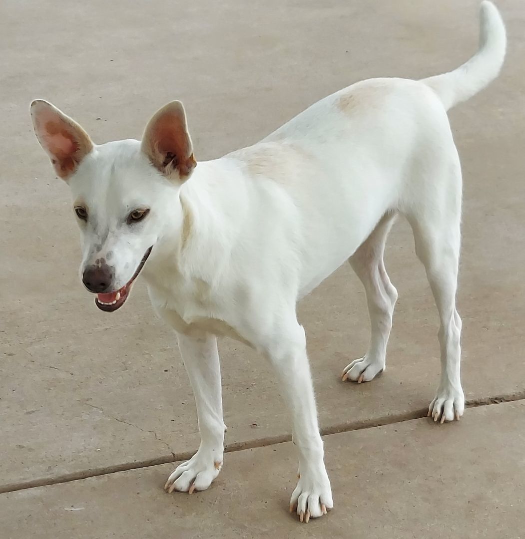 Enlarge Whitney, a Adoptable mixed breed in Toms River, NJ image 2/13