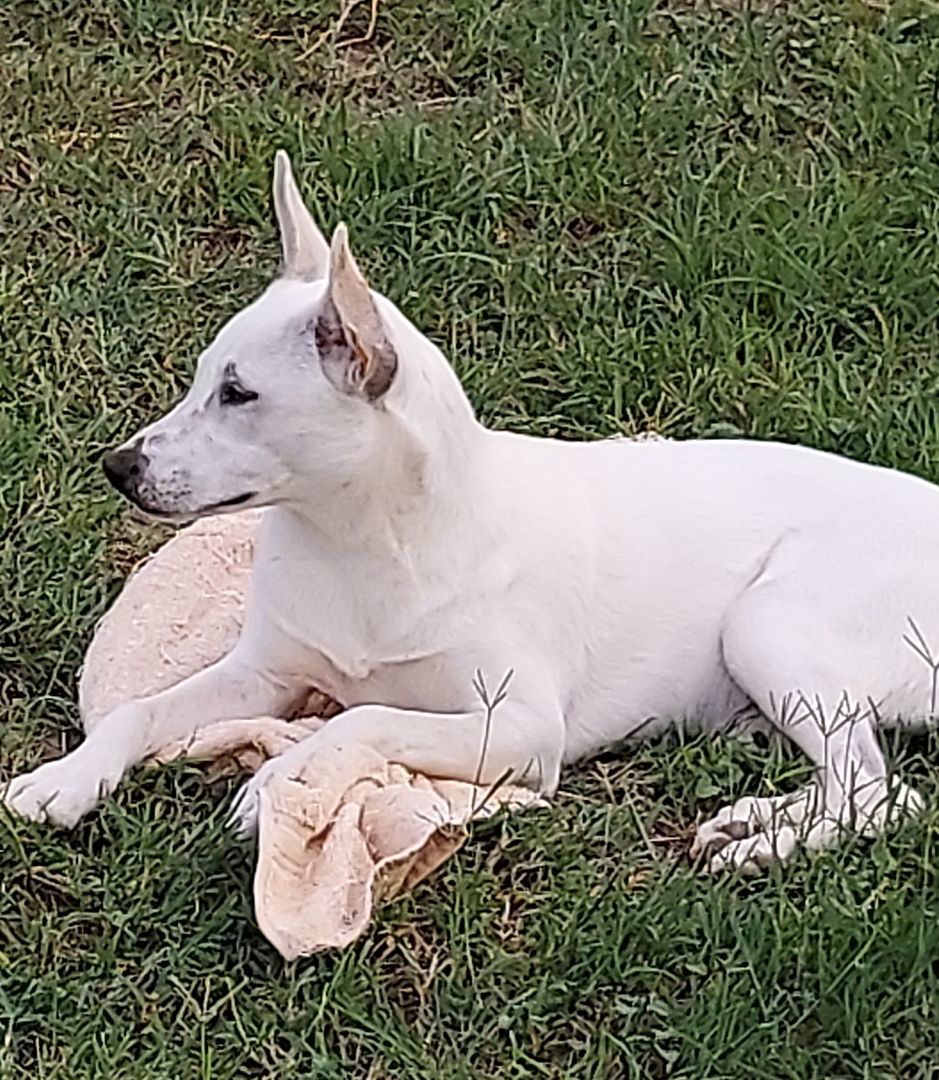 Enlarge Whitney, a Adoptable mixed breed in Toms River, NJ image 3/13