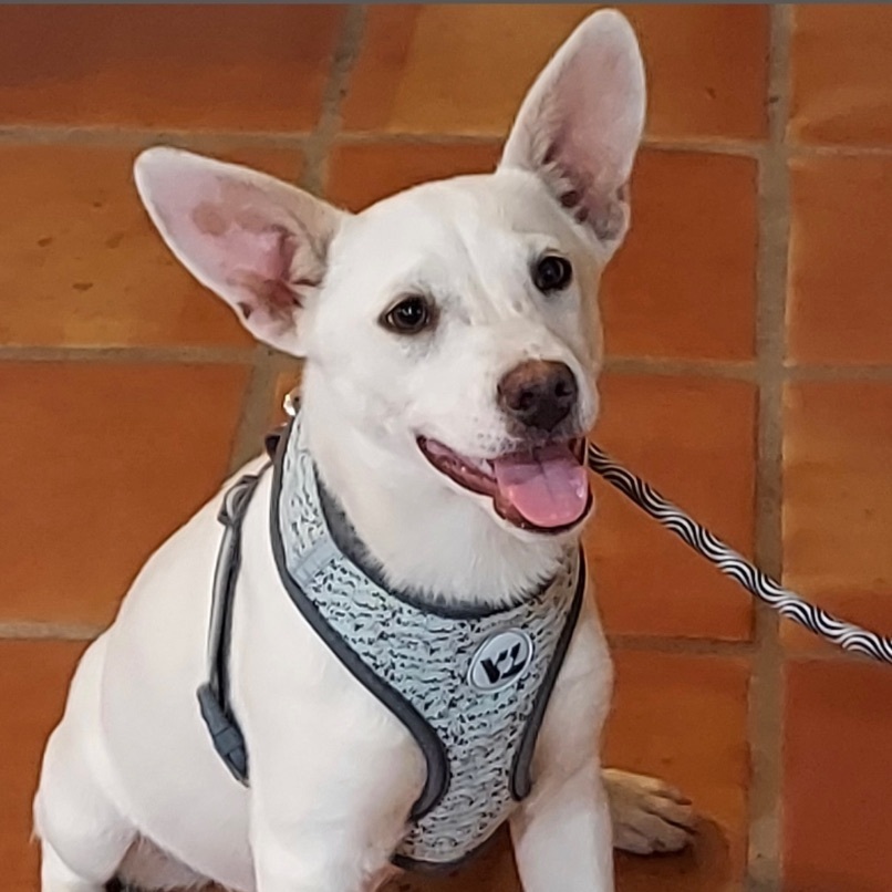 Enlarge Whitney, a Adoptable mixed breed in Toms River, NJ image 4/13