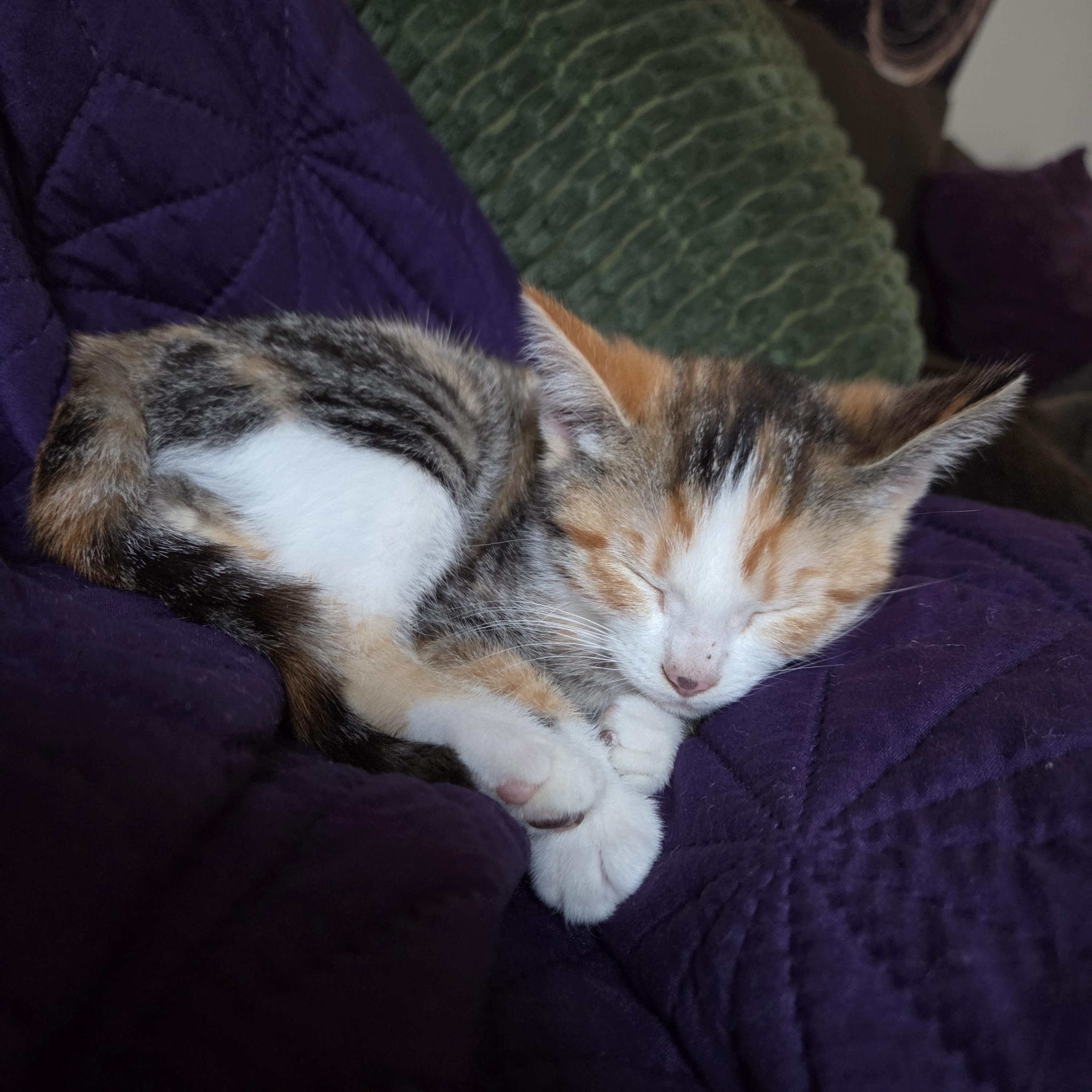 Aurora, adopted, Young Female Domestic Short Hair.