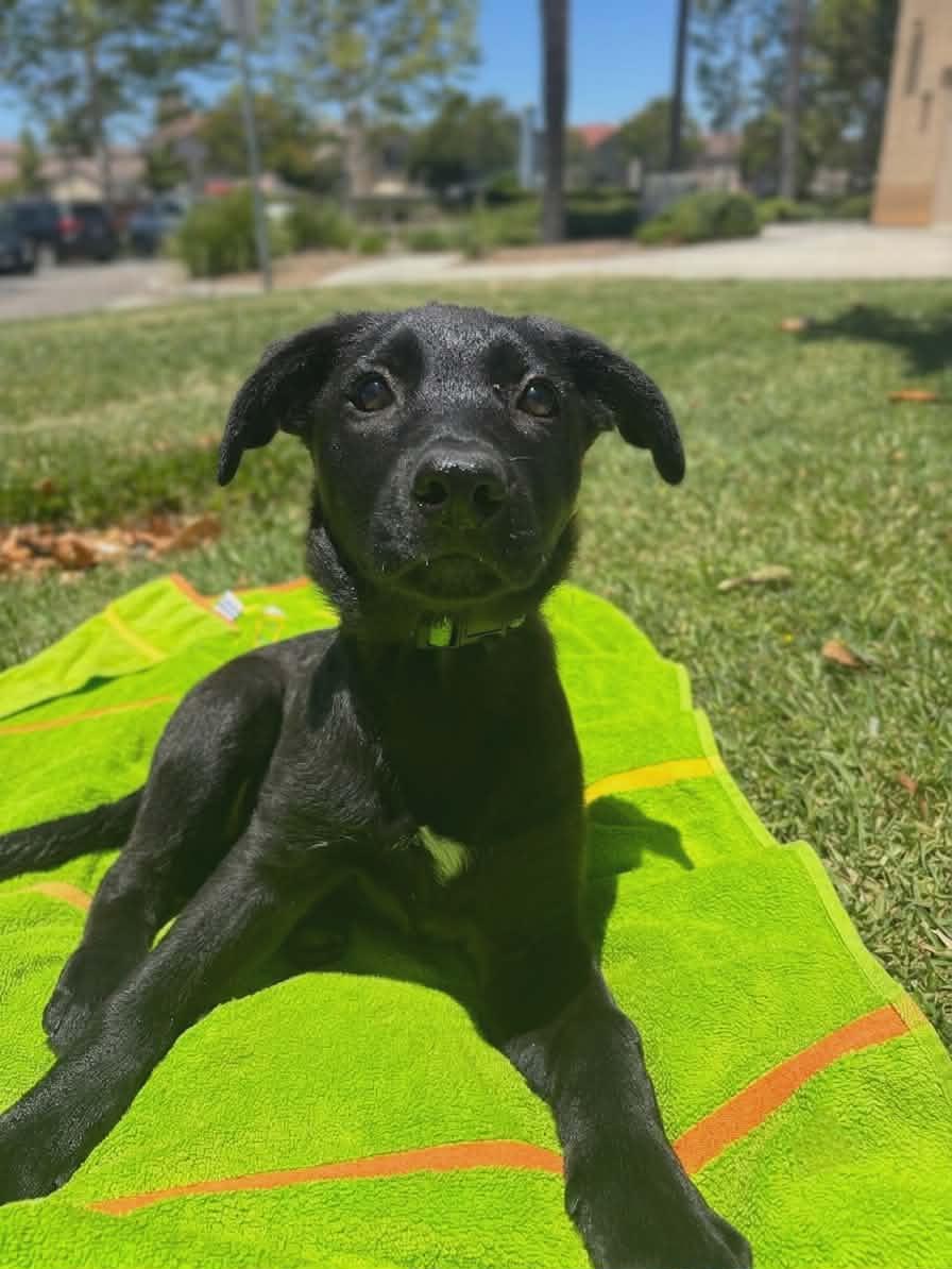 Cricket, a ADOPTABLE mixed breed in Temecula, CA image 3/3