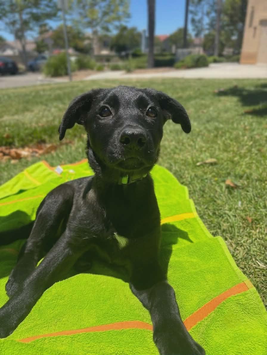 Cricket, a ADOPTABLE mixed breed in Temecula, CA image 1/3