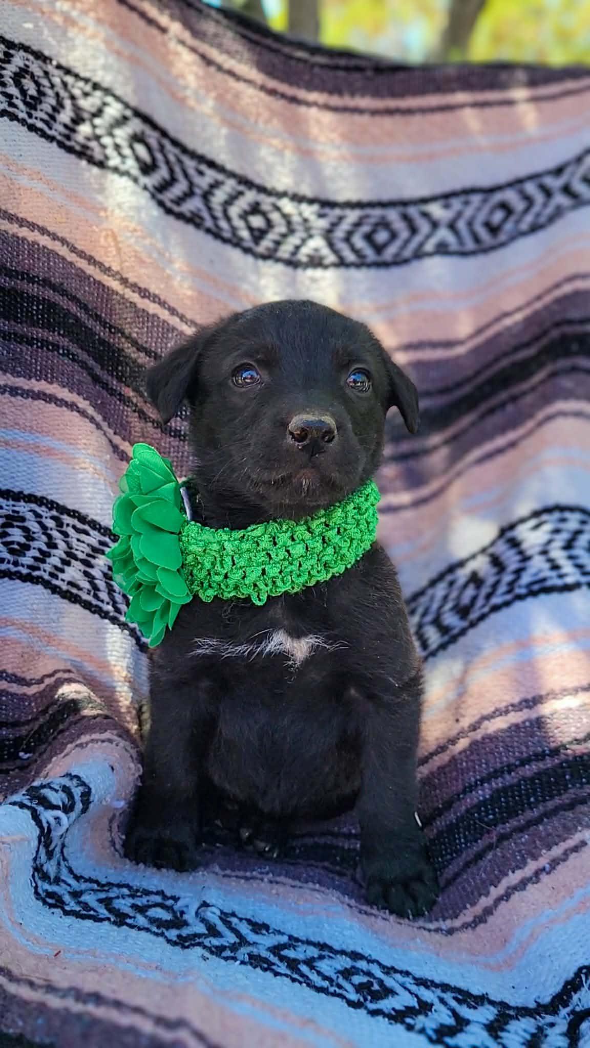 Cricket, a ADOPTABLE mixed breed in Temecula, CA image 2/3