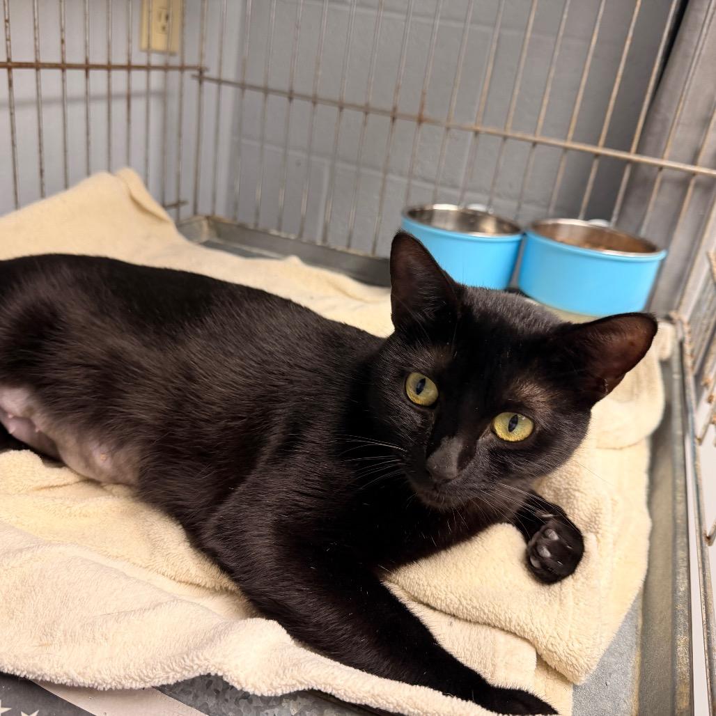 Marjorie, Adoptable, Adult Female Domestic Short Hair.
