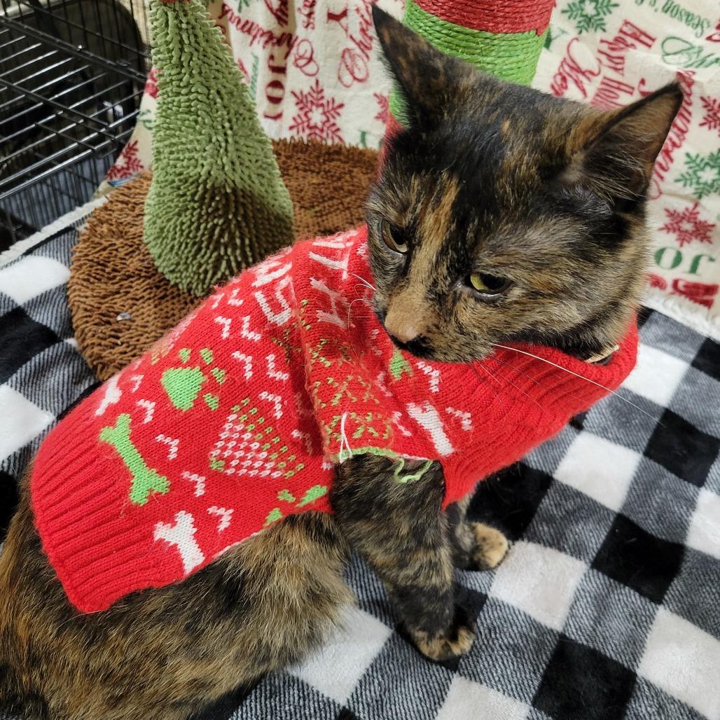 Pixel-SPONSORED!, a Adoptable Domestic Short Hair in Park Falls, WI image 1/2