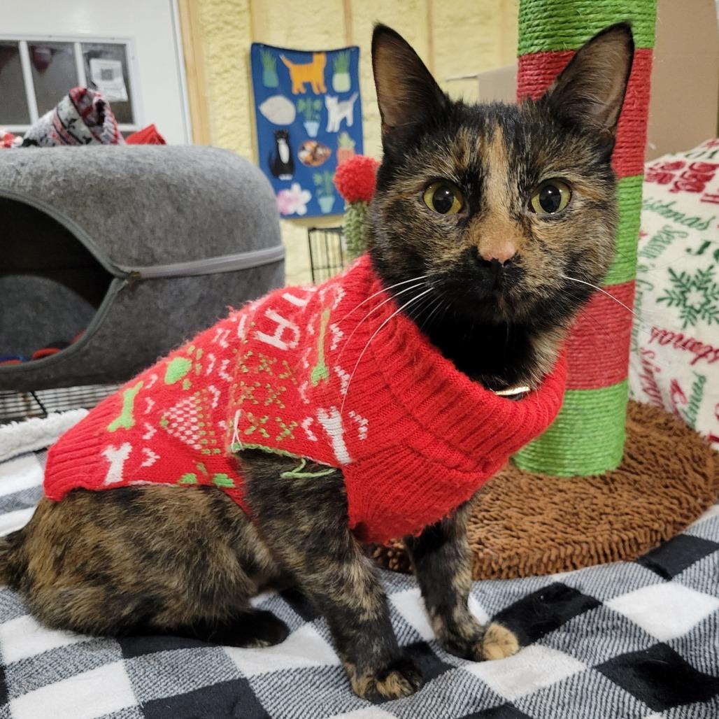 Pixel-SPONSORED!, a Adoptable Domestic Short Hair in Park Falls, WI image 2/2