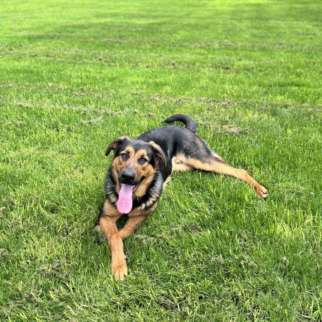 Bo Jay, Adoptable, Young Male German Shepherd Dog & Rottweiler.