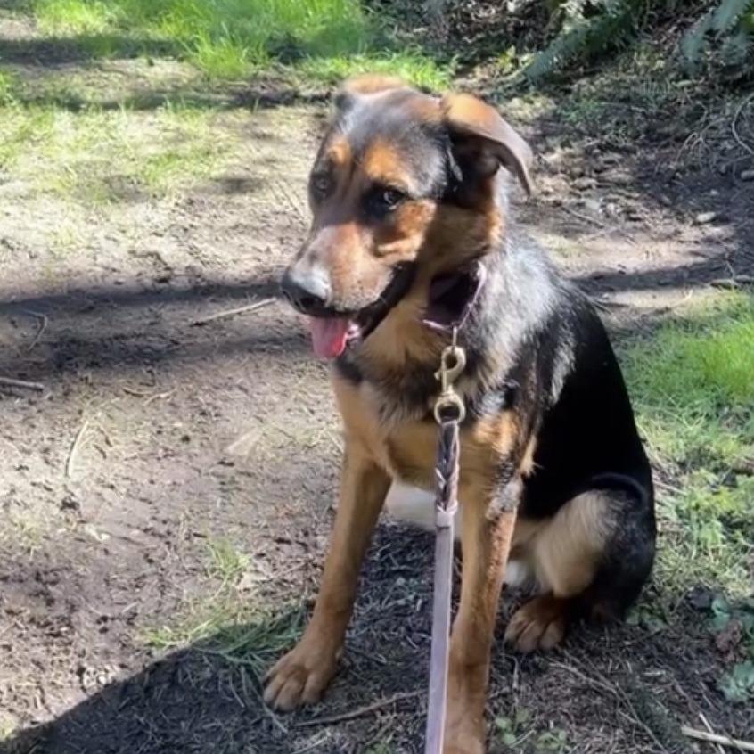 Bo Jay, Adoptable, Young Male German Shepherd Dog & Rottweiler.
