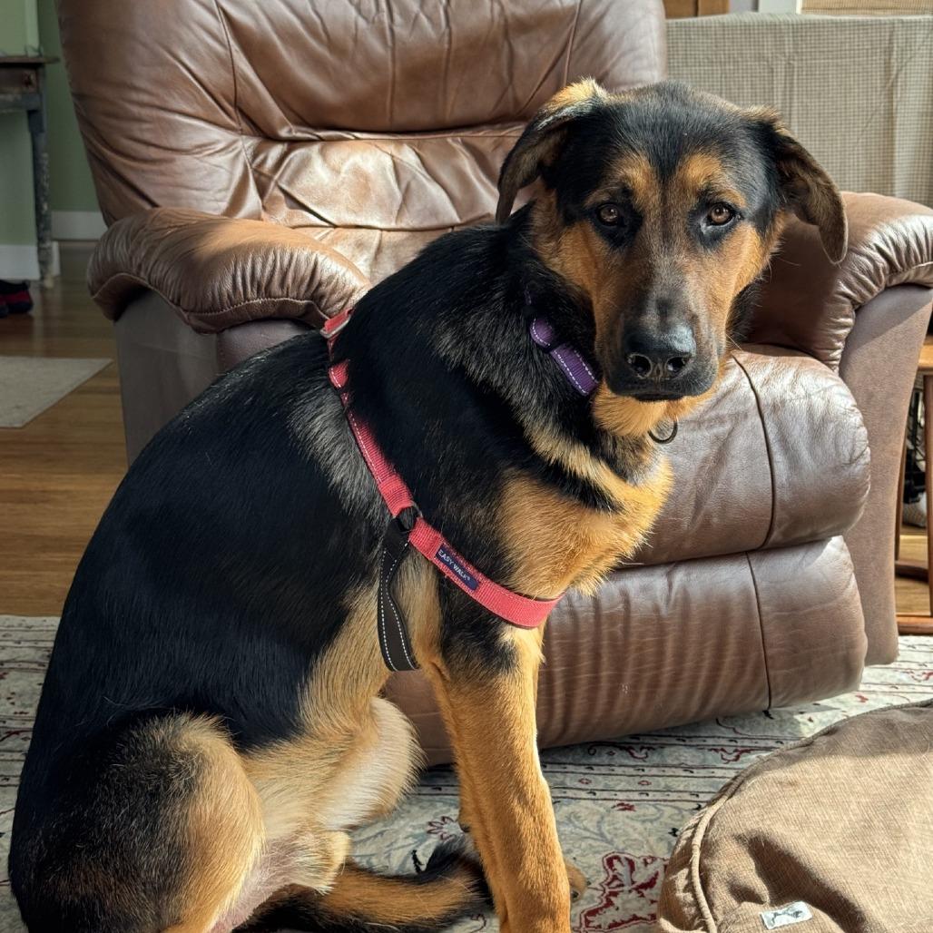 Enlarge Bo Jay, a Adoptable mixed breed in Port Townsend, WA image 2/4