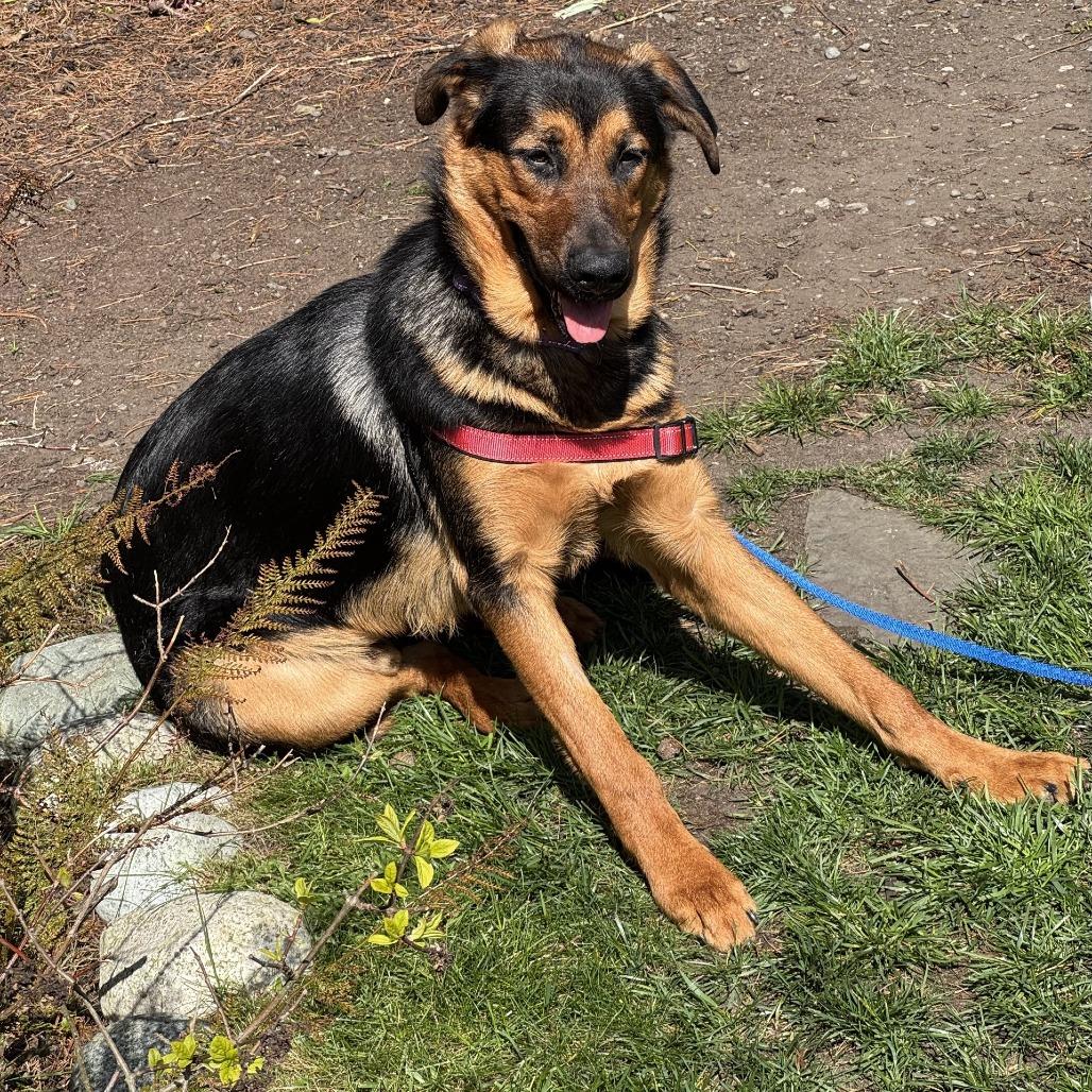 Enlarge Bo Jay, a Adoptable mixed breed in Port Townsend, WA image 3/4