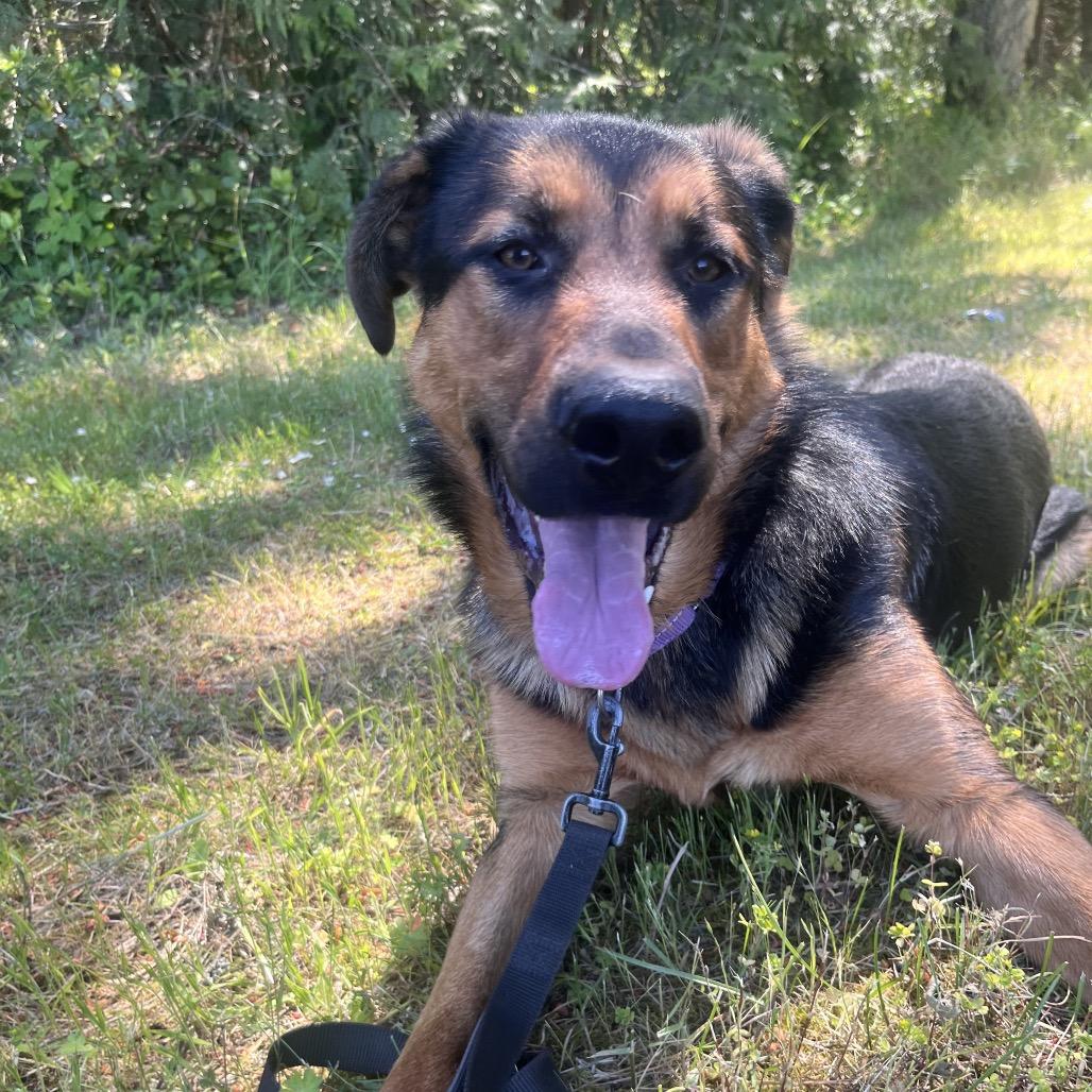 Bo Jay, a Adoptable mixed breed in Port Townsend, WA image 4/6