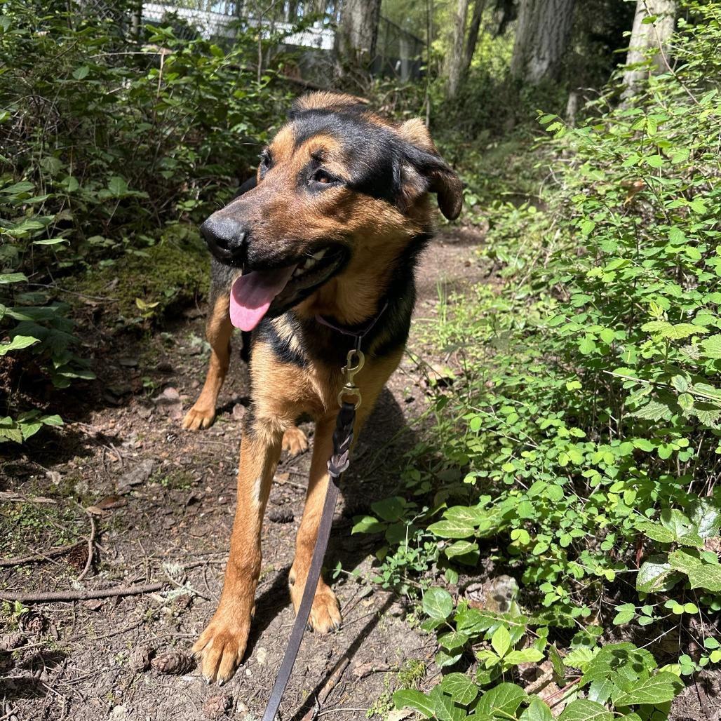 Bo Jay, a Adoptable mixed breed in Port Townsend, WA image 3/4