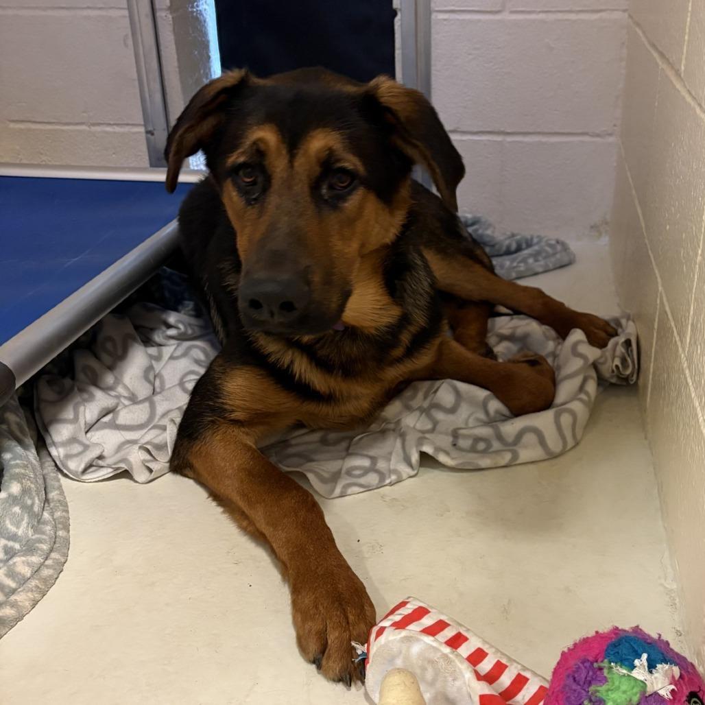 Enlarge Bo Jay, a Adoptable mixed breed in Port Townsend, WA image 4/4