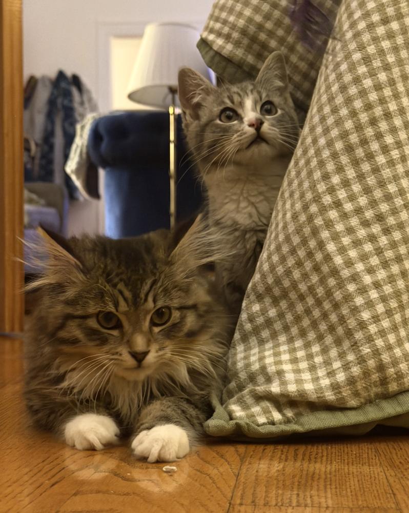 Enlarge Rio & Paulo, a Adoptable mixed breed in New York, NY image 1/6