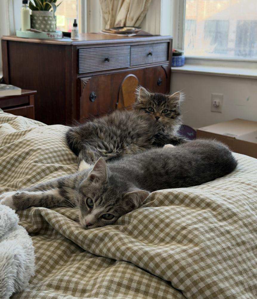 Enlarge Rio & Paulo, a Adoptable mixed breed in New York, NY image 2/6