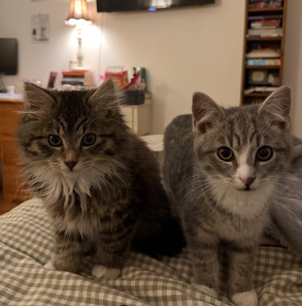 Enlarge Rio & Paulo, a Adoptable mixed breed in New York, NY image 4/6