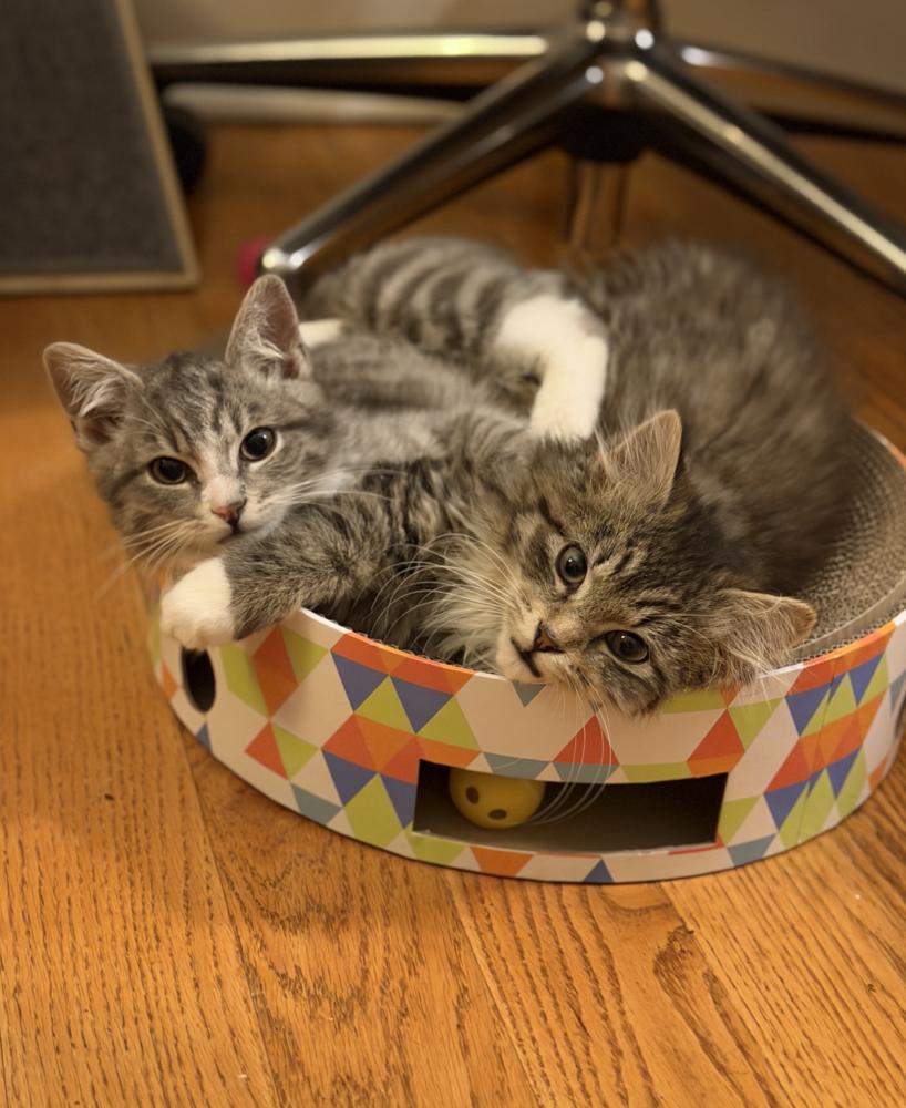 Enlarge Rio & Paulo, a Adoptable mixed breed in New York, NY image 5/6