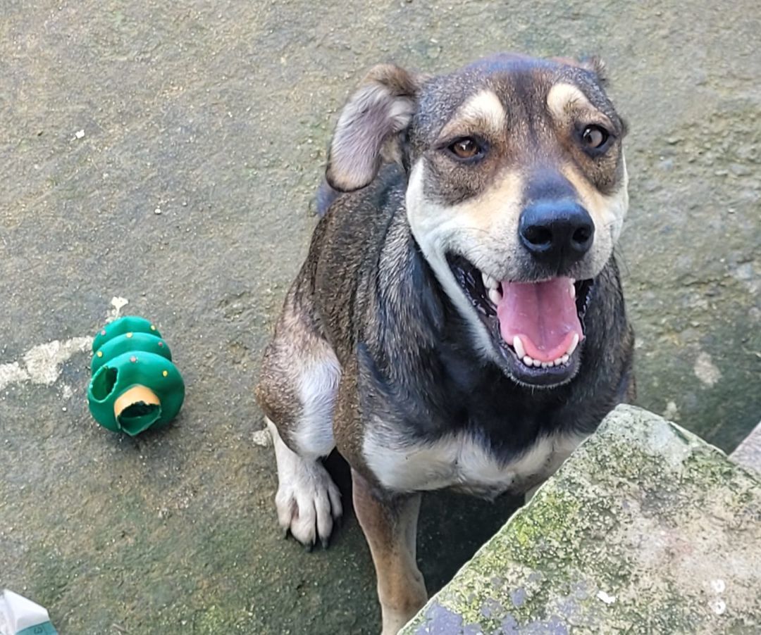 Enlarge Gaudy, a Adoptable mixed breed in Middletown, NY image 5/10