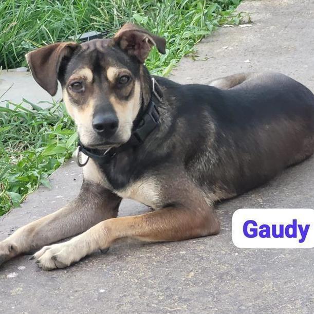 Enlarge Gaudy, a Adoptable mixed breed in Middletown, NY image 7/10