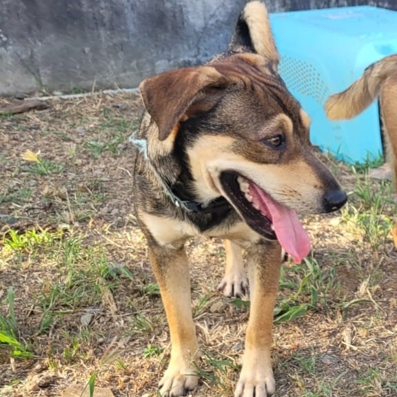Enlarge Gaudy, a Adoptable mixed breed in Middletown, NY image 2/10