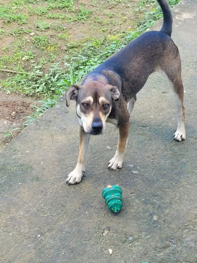 Enlarge Gaudy, a Adoptable mixed breed in Middletown, NY image 9/10