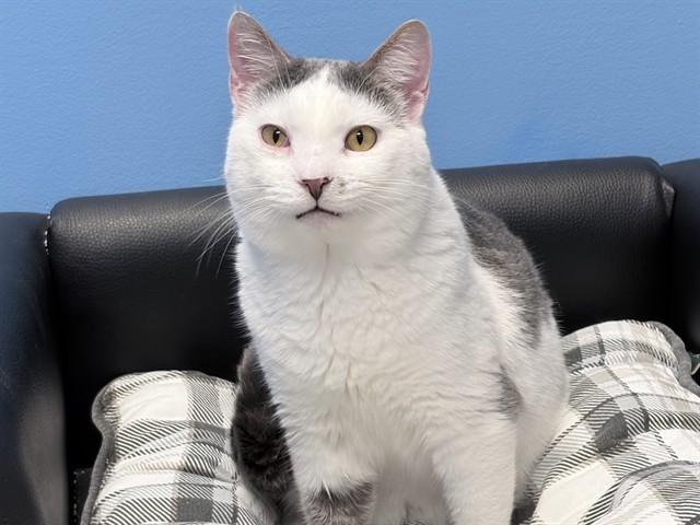 MISO, Adoptable, Young Male Domestic Short Hair.