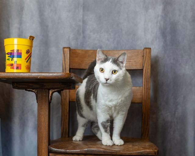Enlarge MISO, a Adoptable Domestic Short Hair in Ames, IA image 1/1